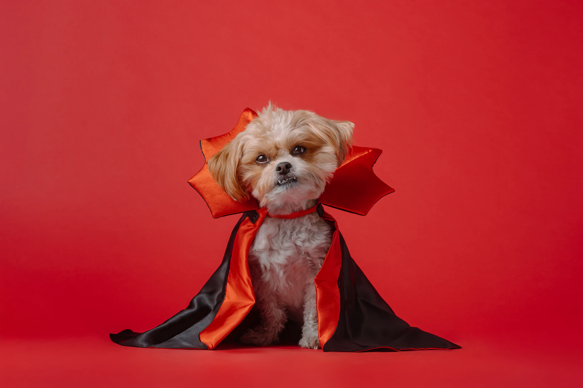 A small dog dressed up in a costume