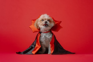 A small dog dressed in a halloween costume