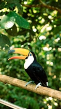 A toucan perched on a branch in a forest