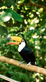 A toucan perched on a branch in a forest