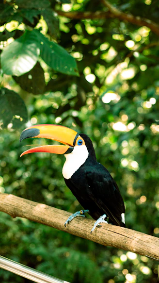 A toucan perched on a branch in a forest
