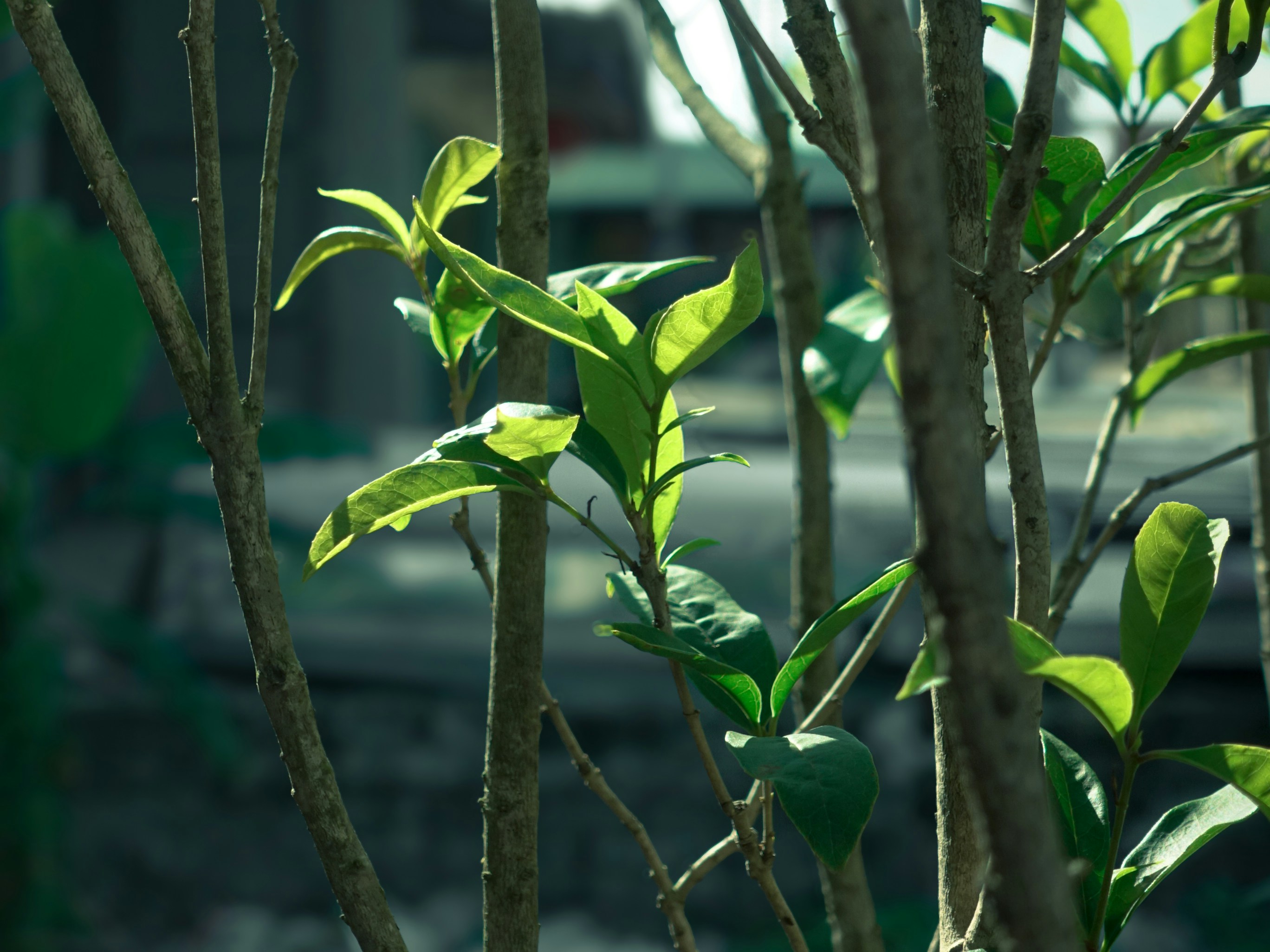 Photo by potatonorim