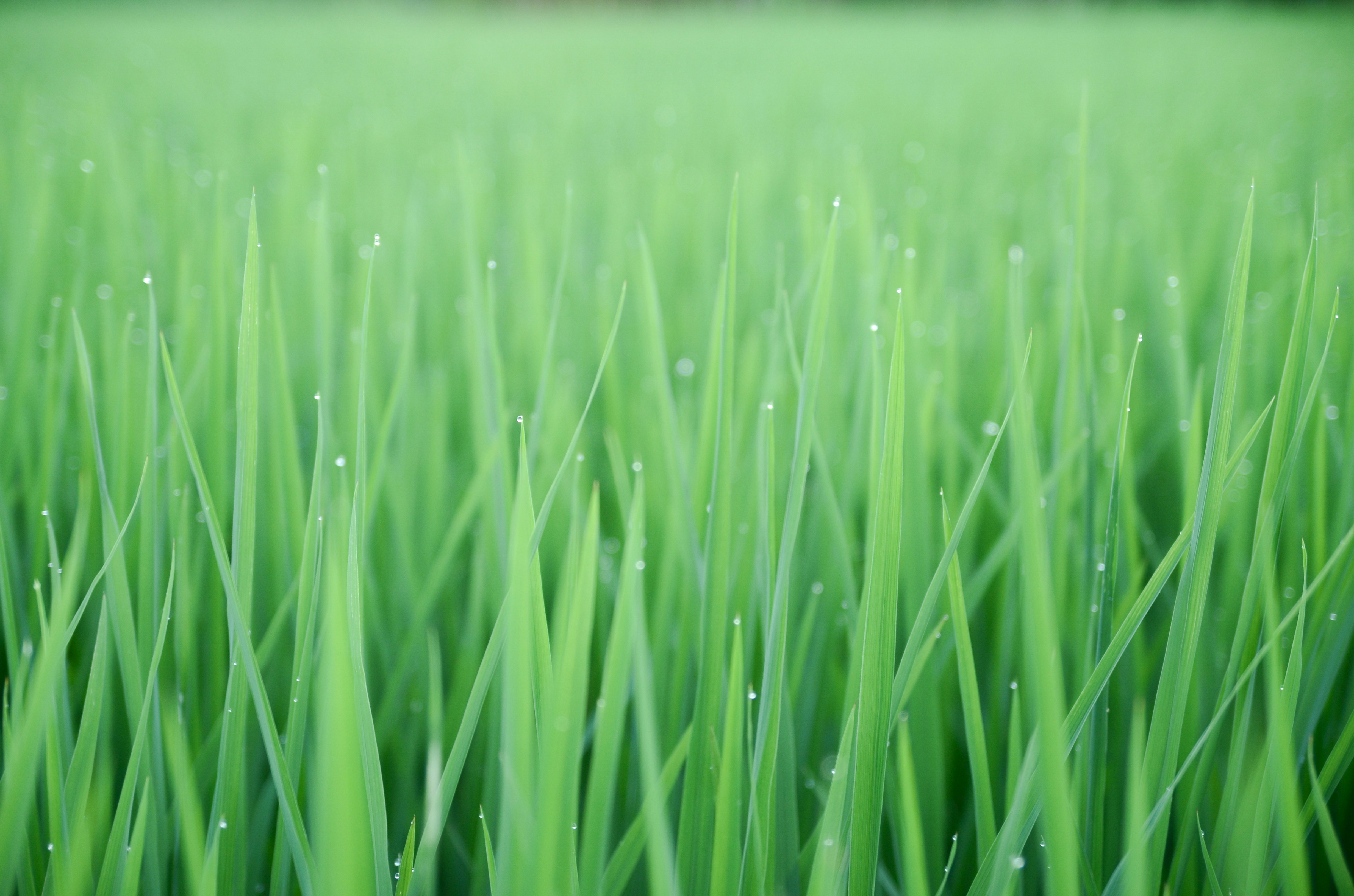 Photo by potatonorim