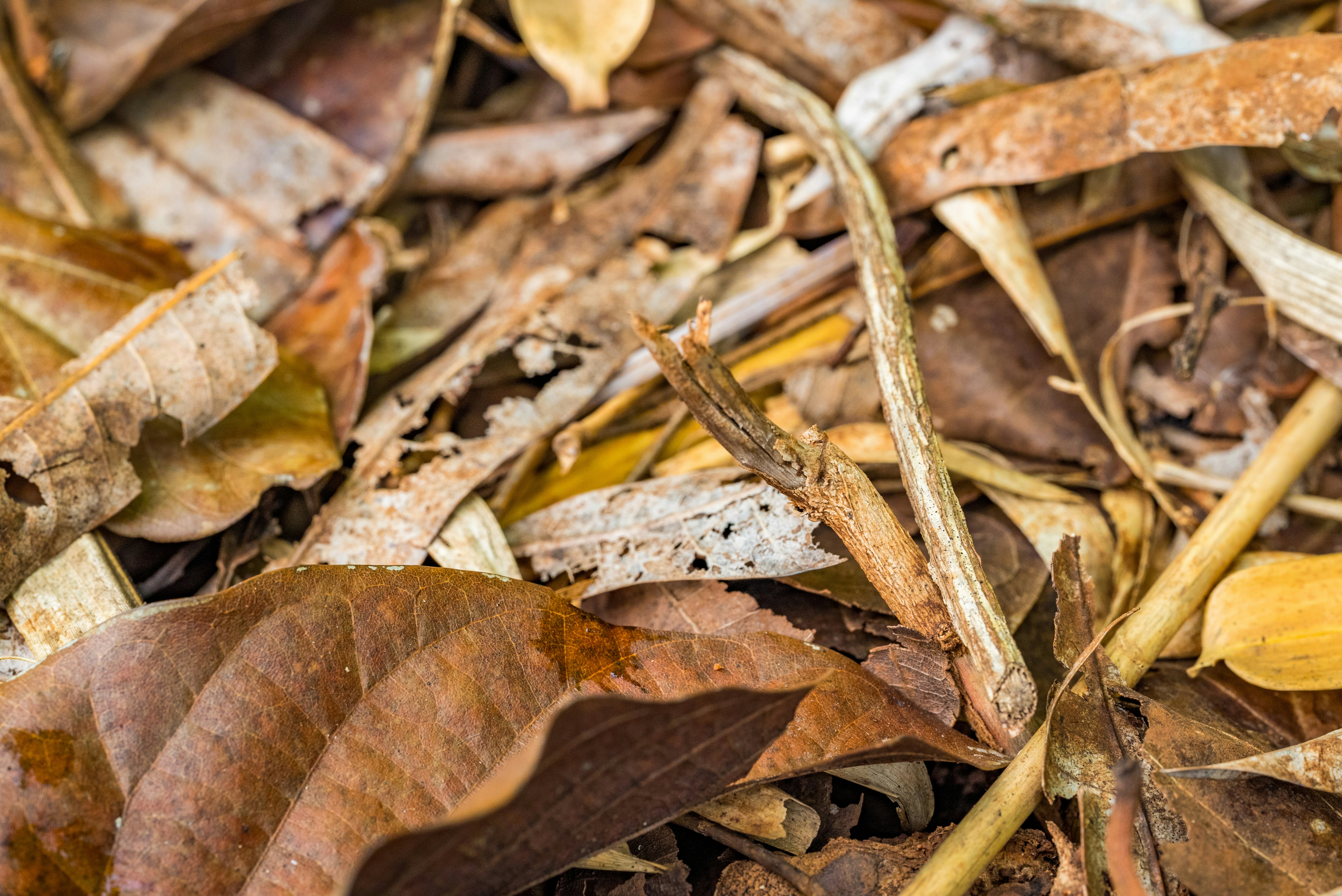 Photo by bholebababa