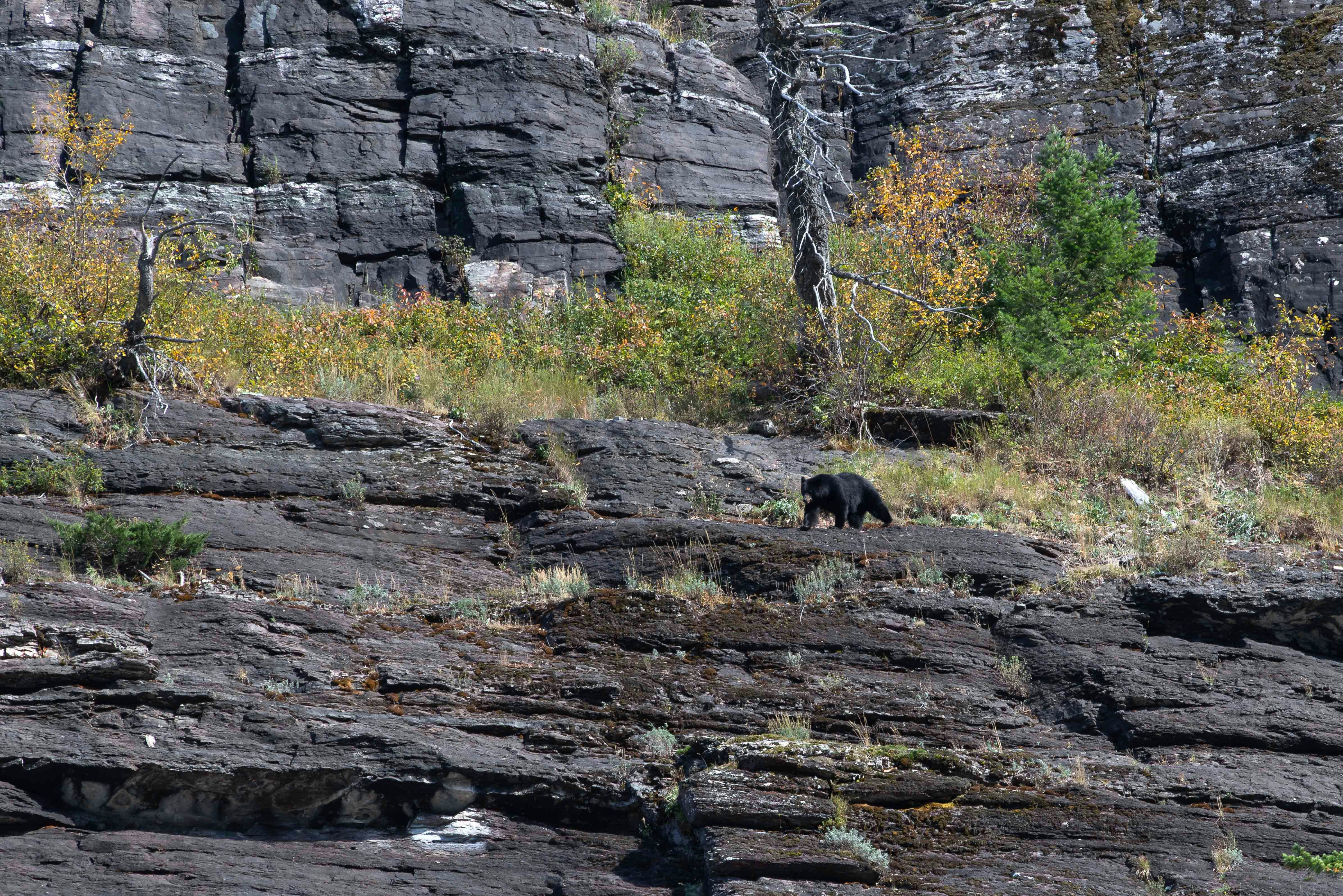 A black bear standing on top of a rocky hillside