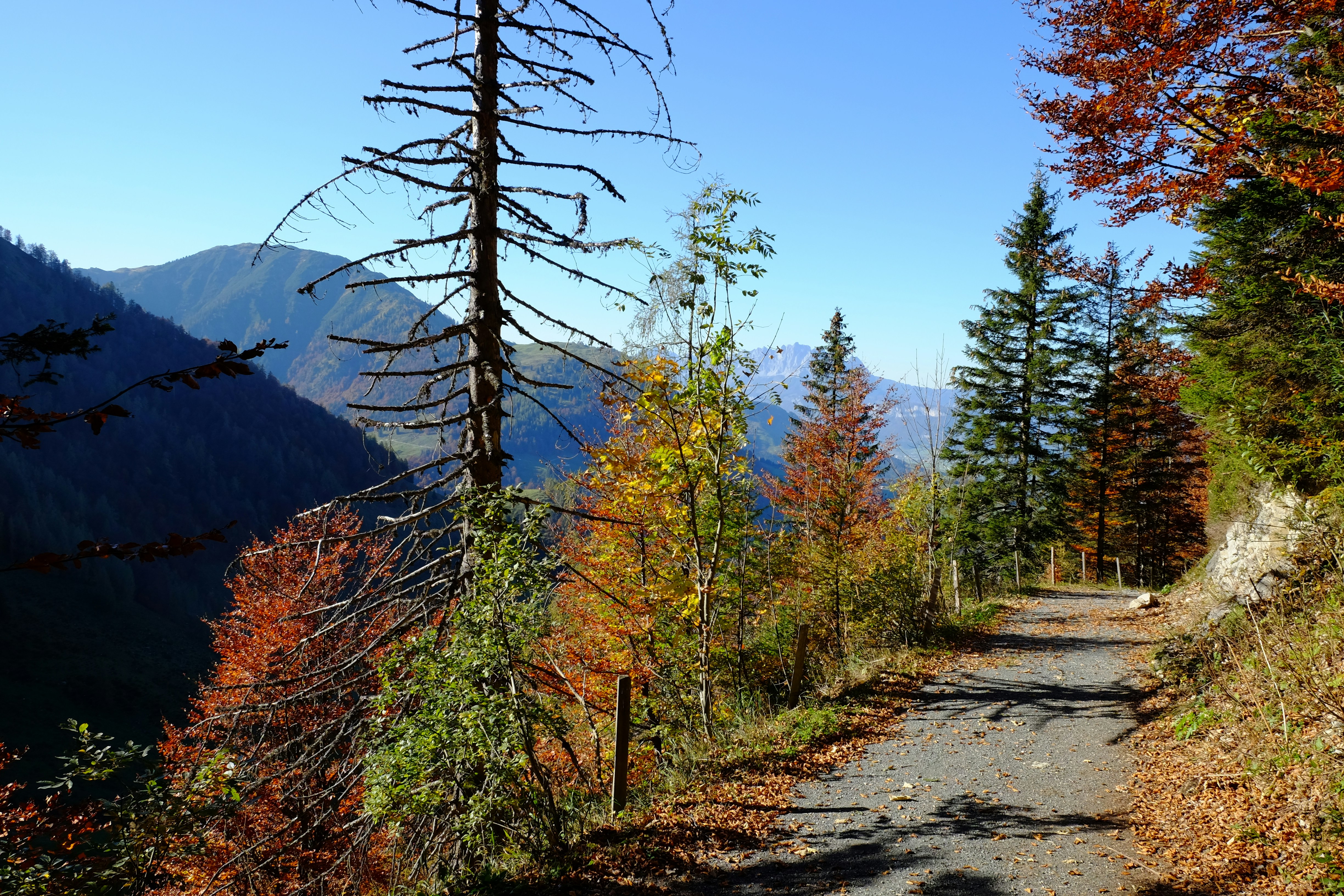 A dirt road surrounded by trees and mountains