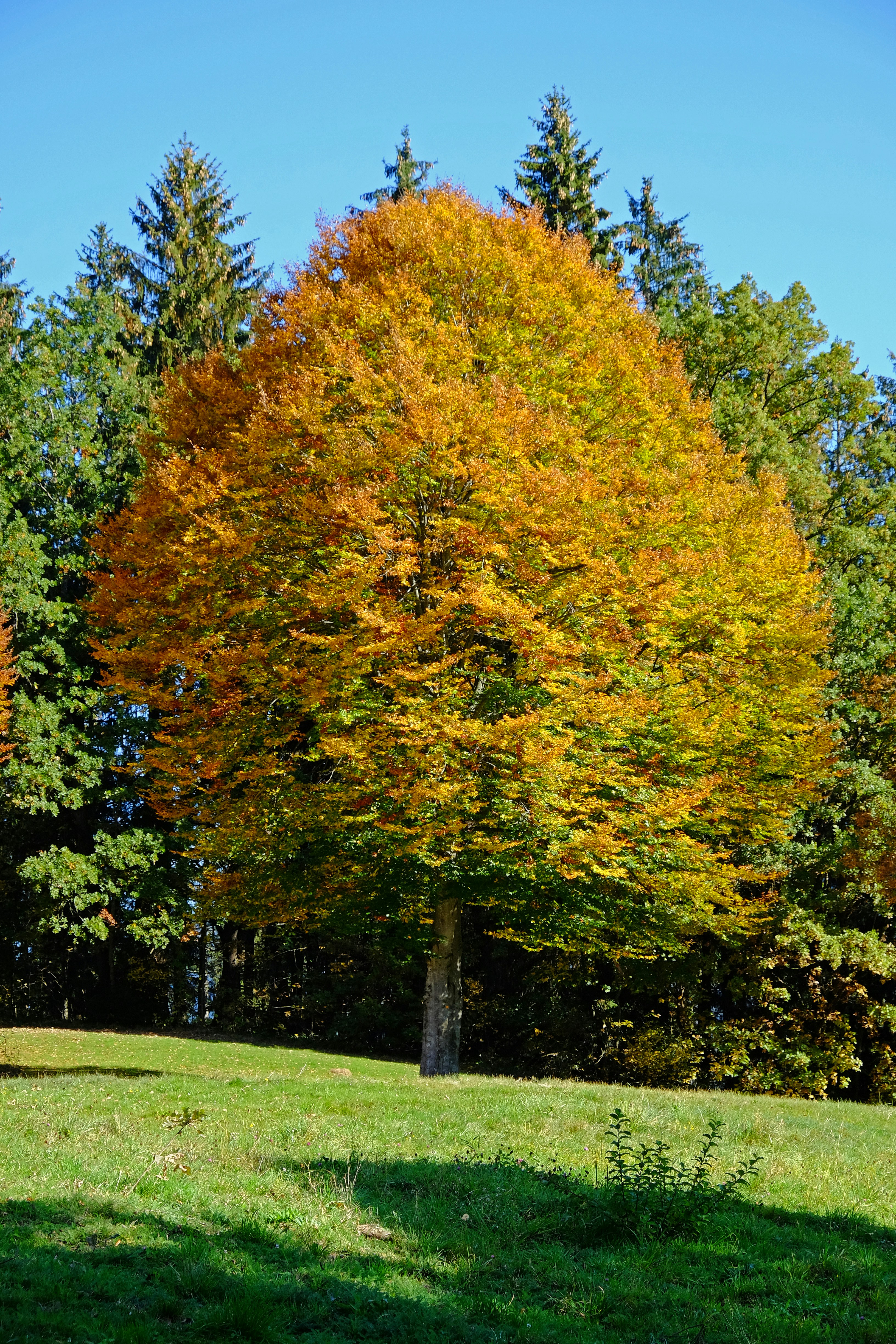 A large tree in the middle of a field