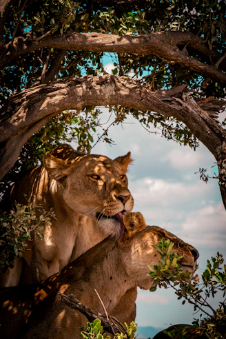 A couple of lions standing next to each other under a tree
