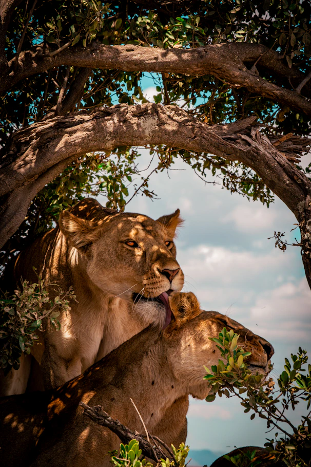 A couple of lions standing next to each other under a tree