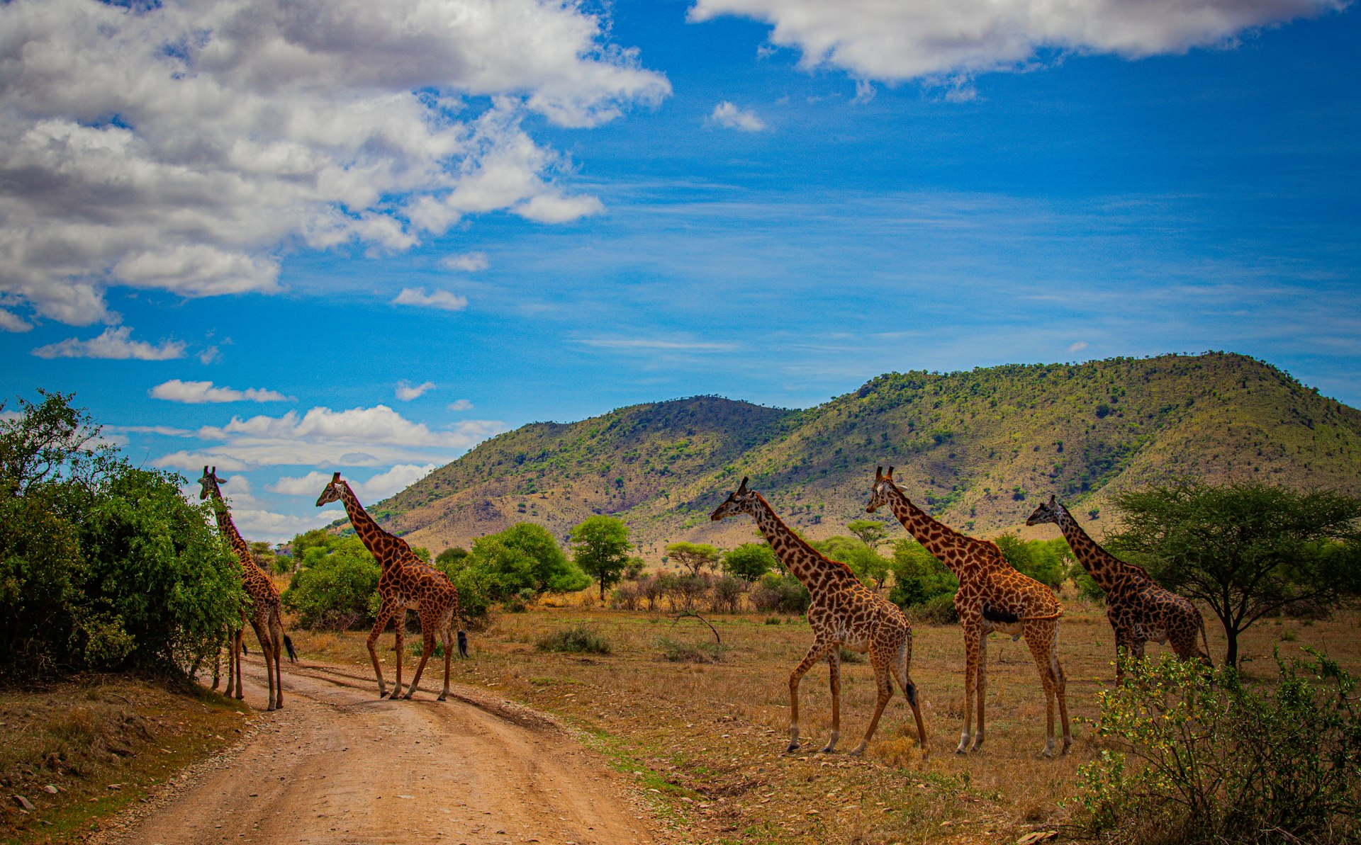 A group of giraffes crossing a dirt road