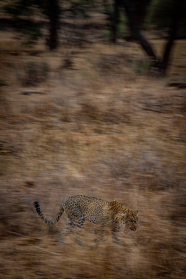 Cheetah hunting in Central Serengeti