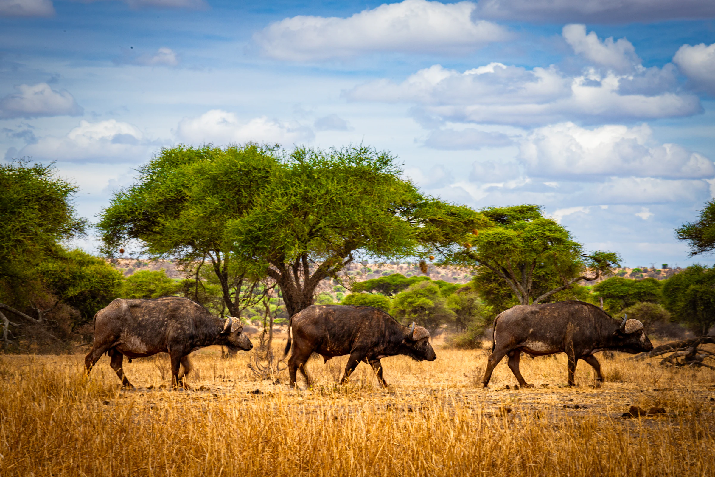 Grand Tanzania Safari & Zanzibar