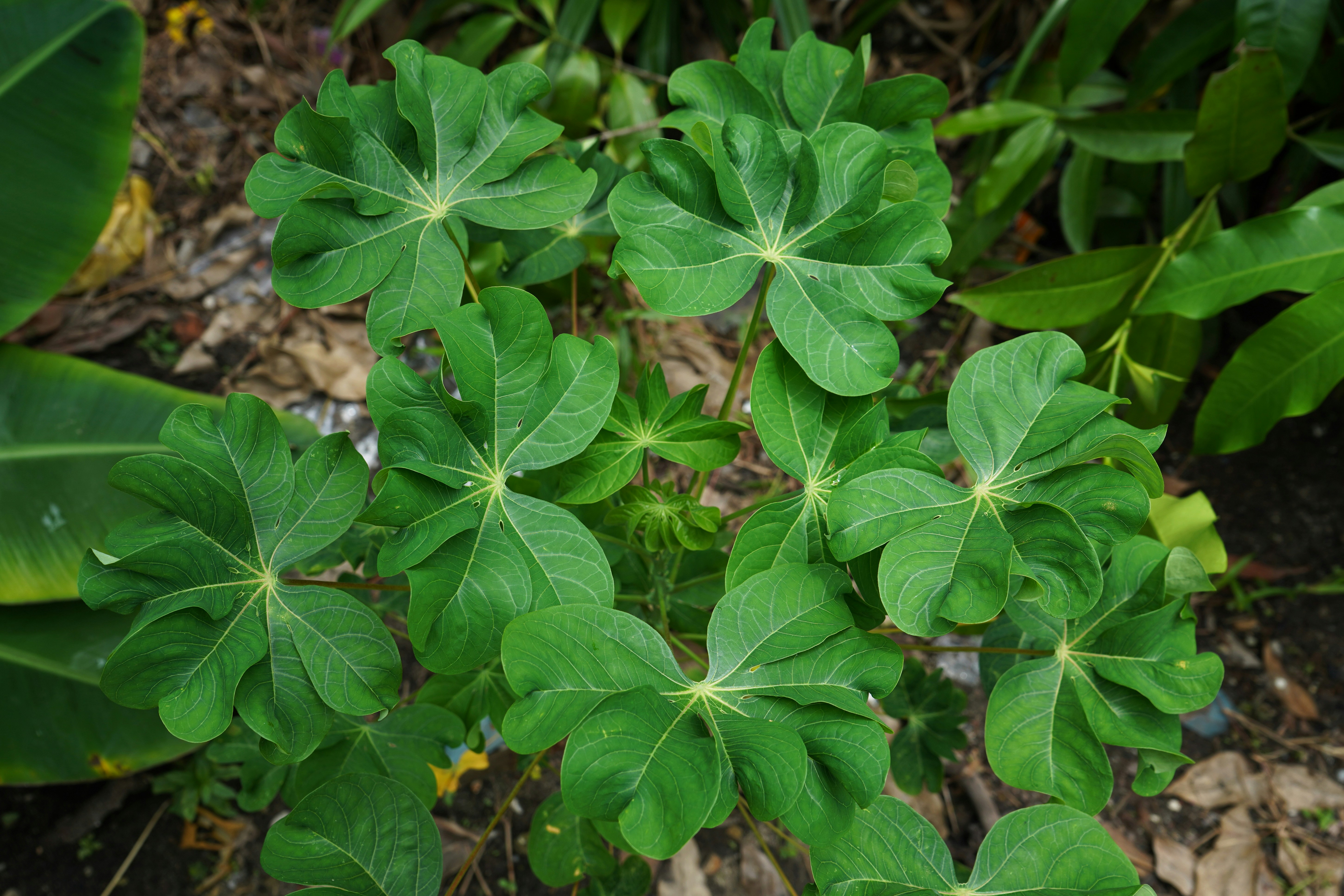 A close up of a plant with green leaves