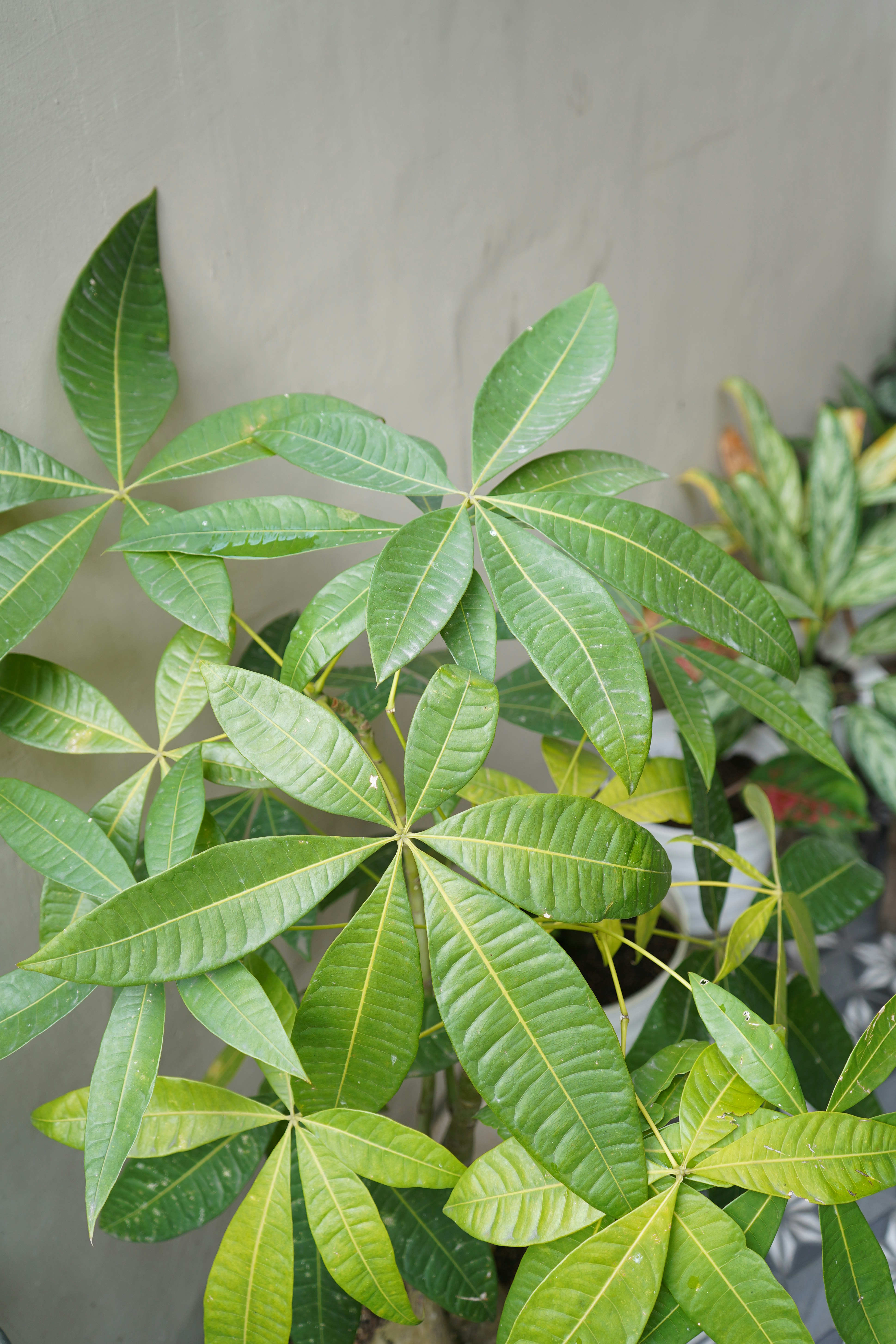 Um close up de uma planta com folhas verdes