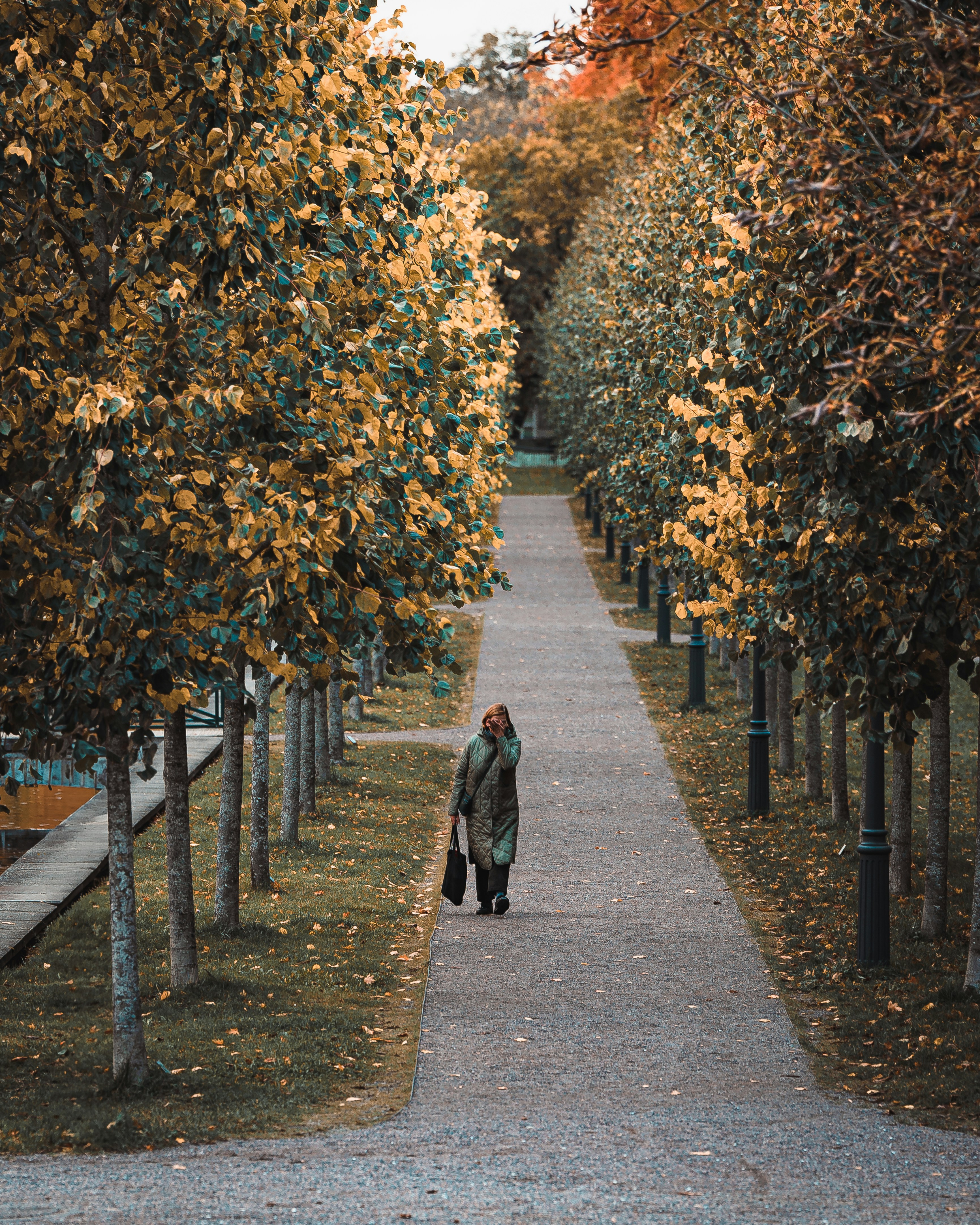 A person walking down a path lined with trees