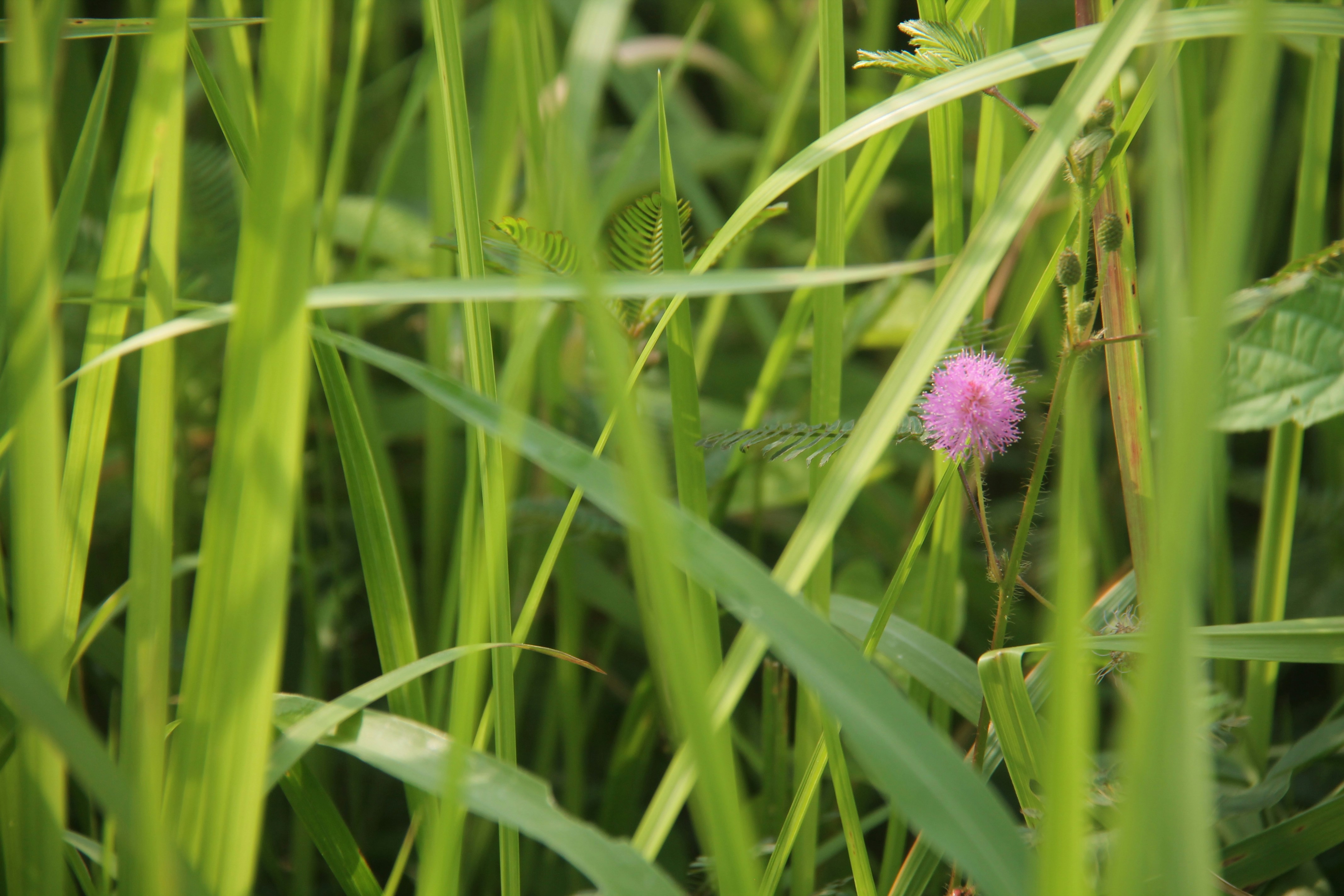 Un piccolo fiore rosa seduto in mezzo all'erba alta