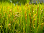 A close up of a field of green grass