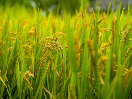 A close up of a field of green grass