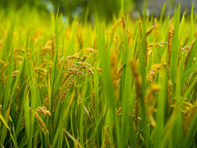 A close up of a field of green grass