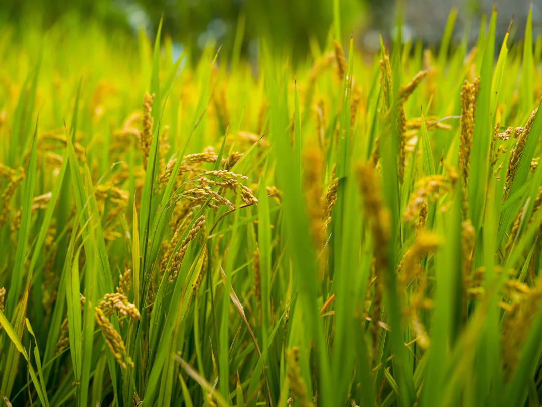 Rice field