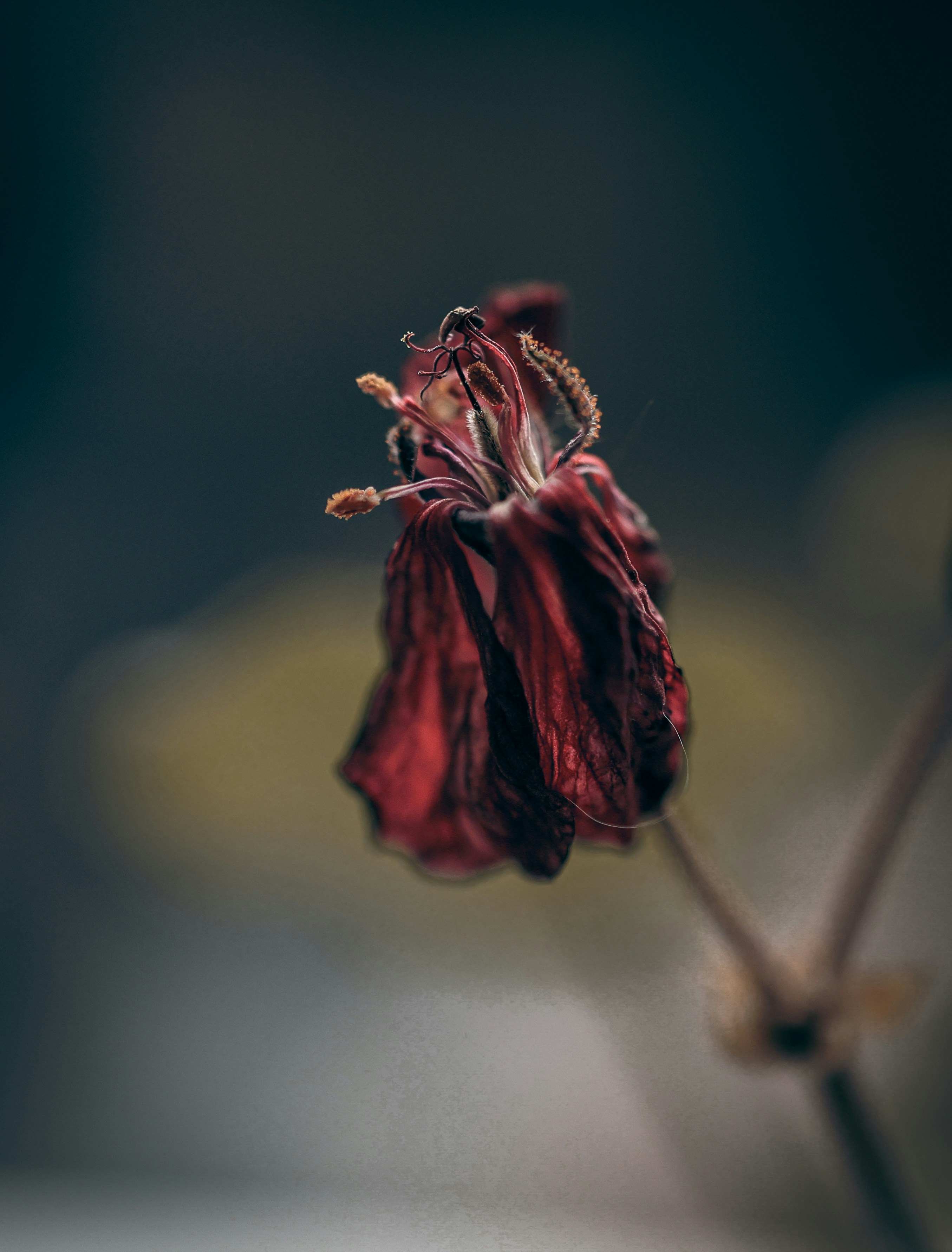 Photo by dianarafira