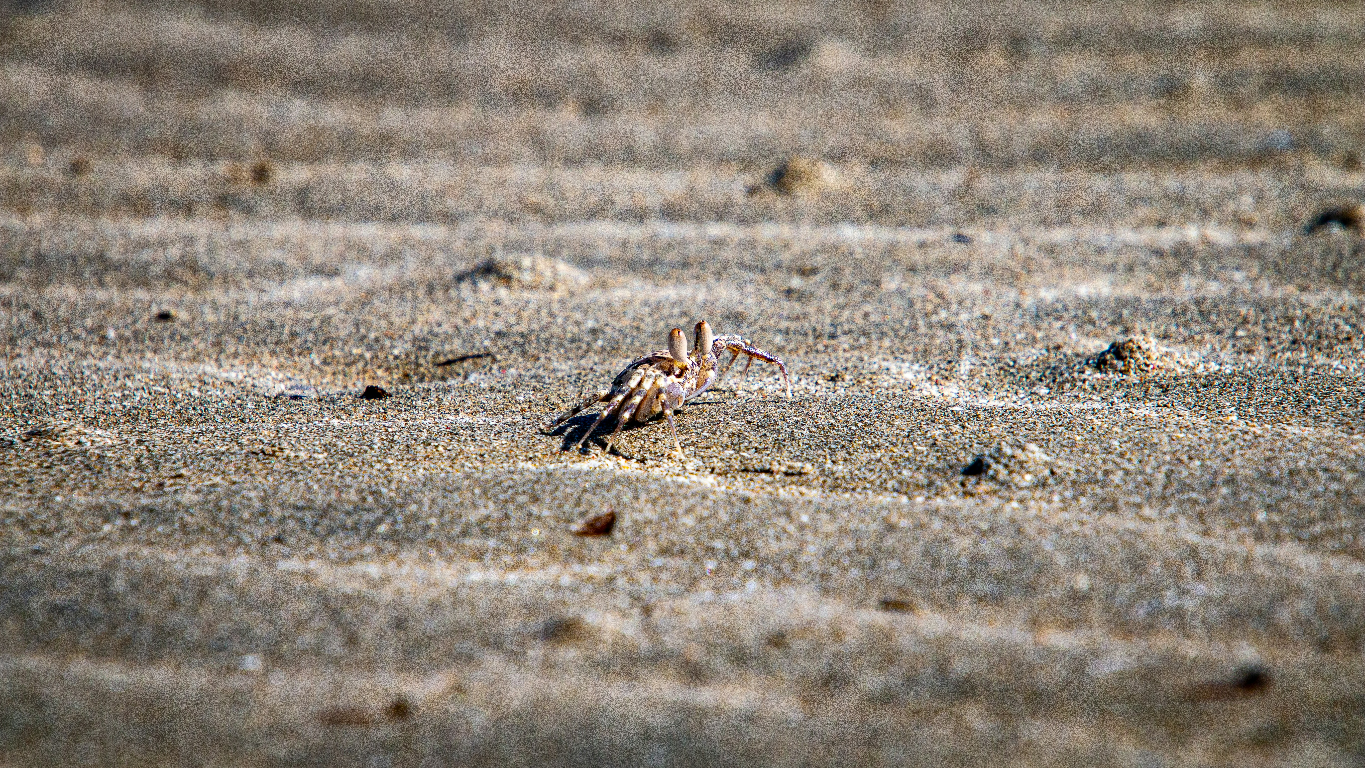 A small bird standing on top of a sandy beach