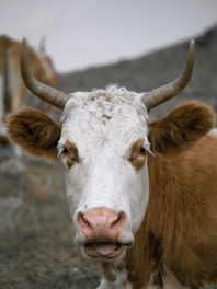 A brown and white cow standing on top of a grass covered field