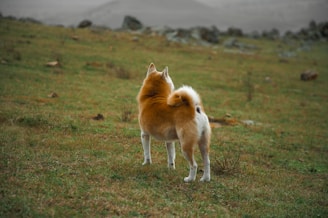 A brown and white dog standing on top of a grass covered field