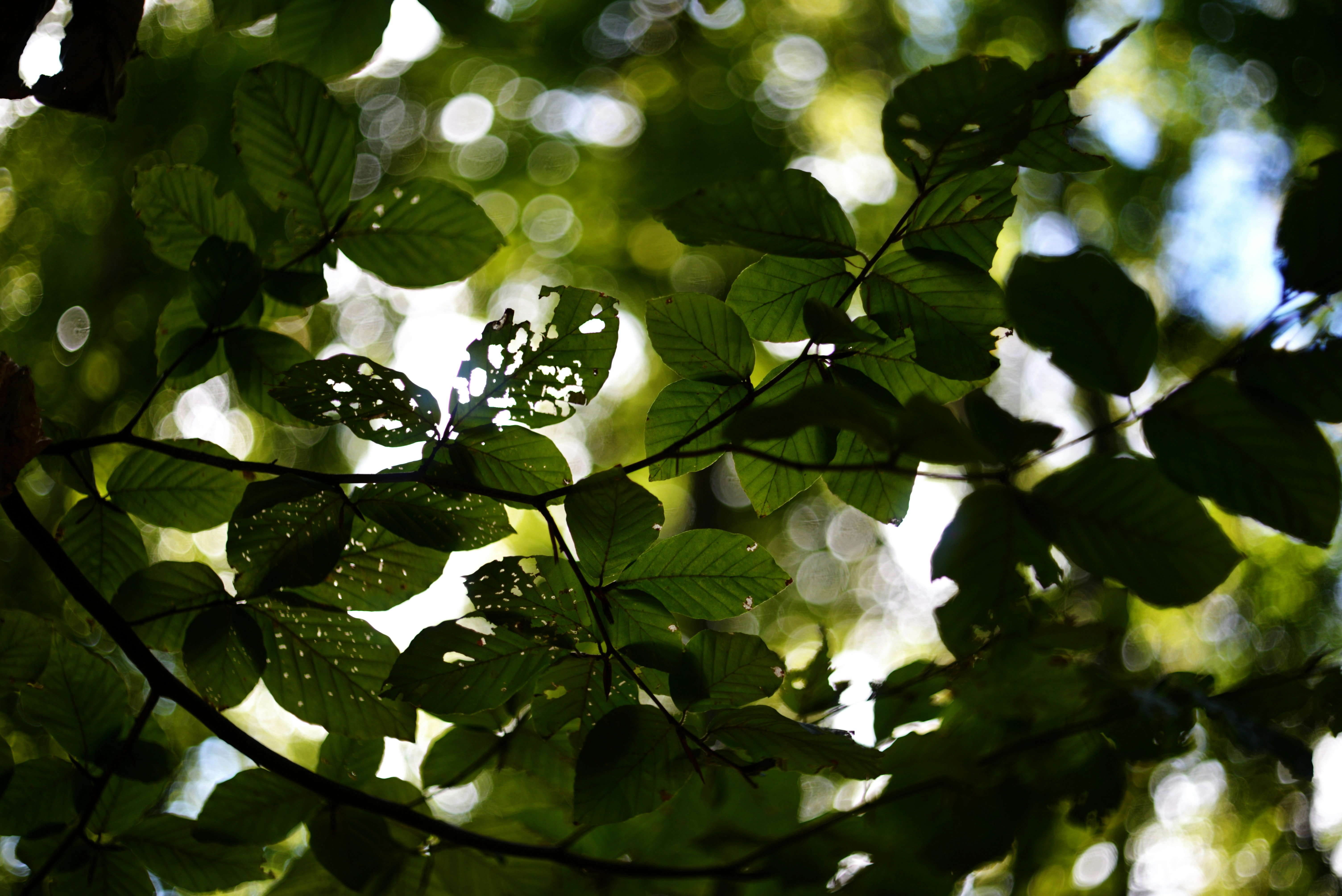 Photo by cherstve_pechivo