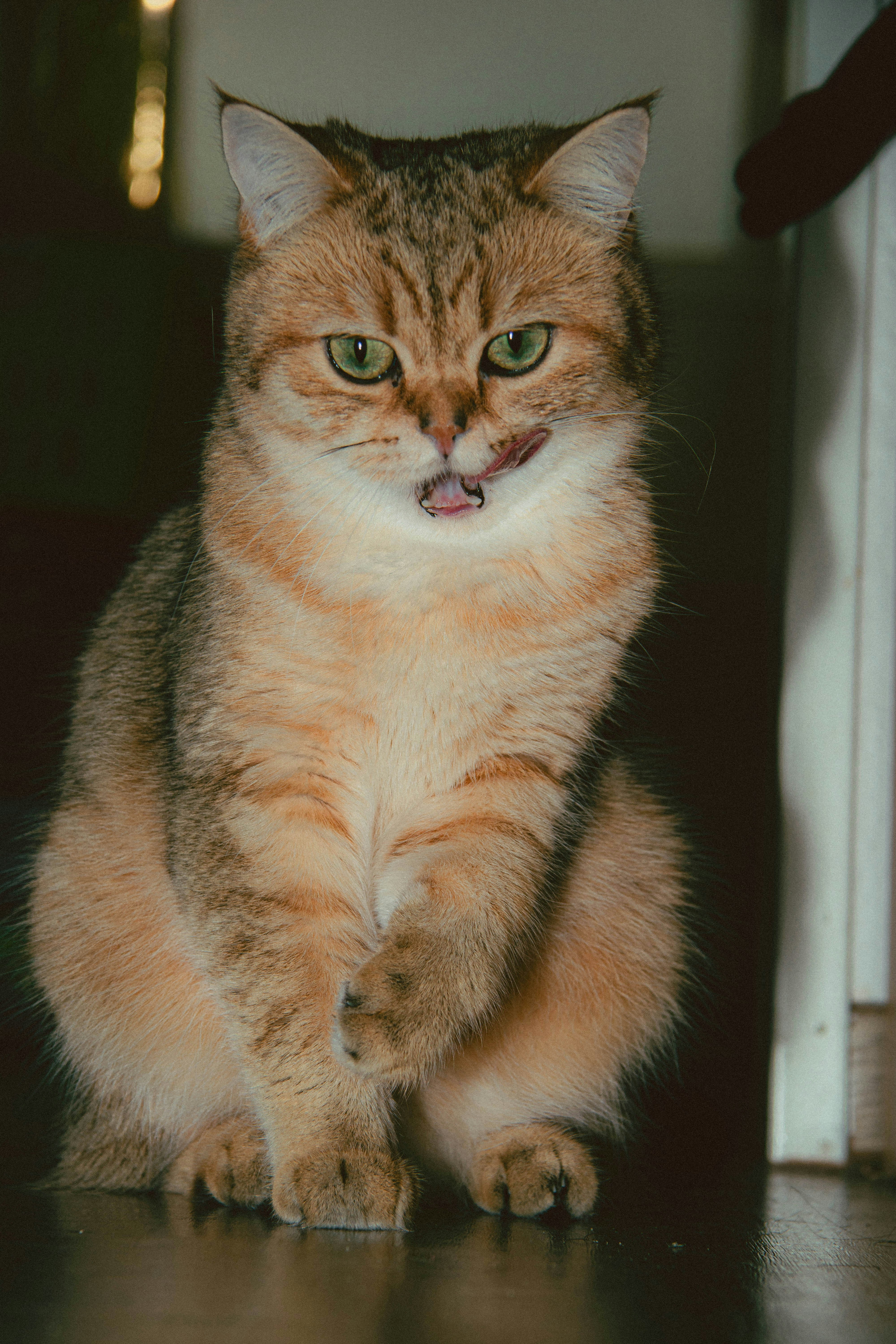 A cat is sitting on the floor and looking at the camera