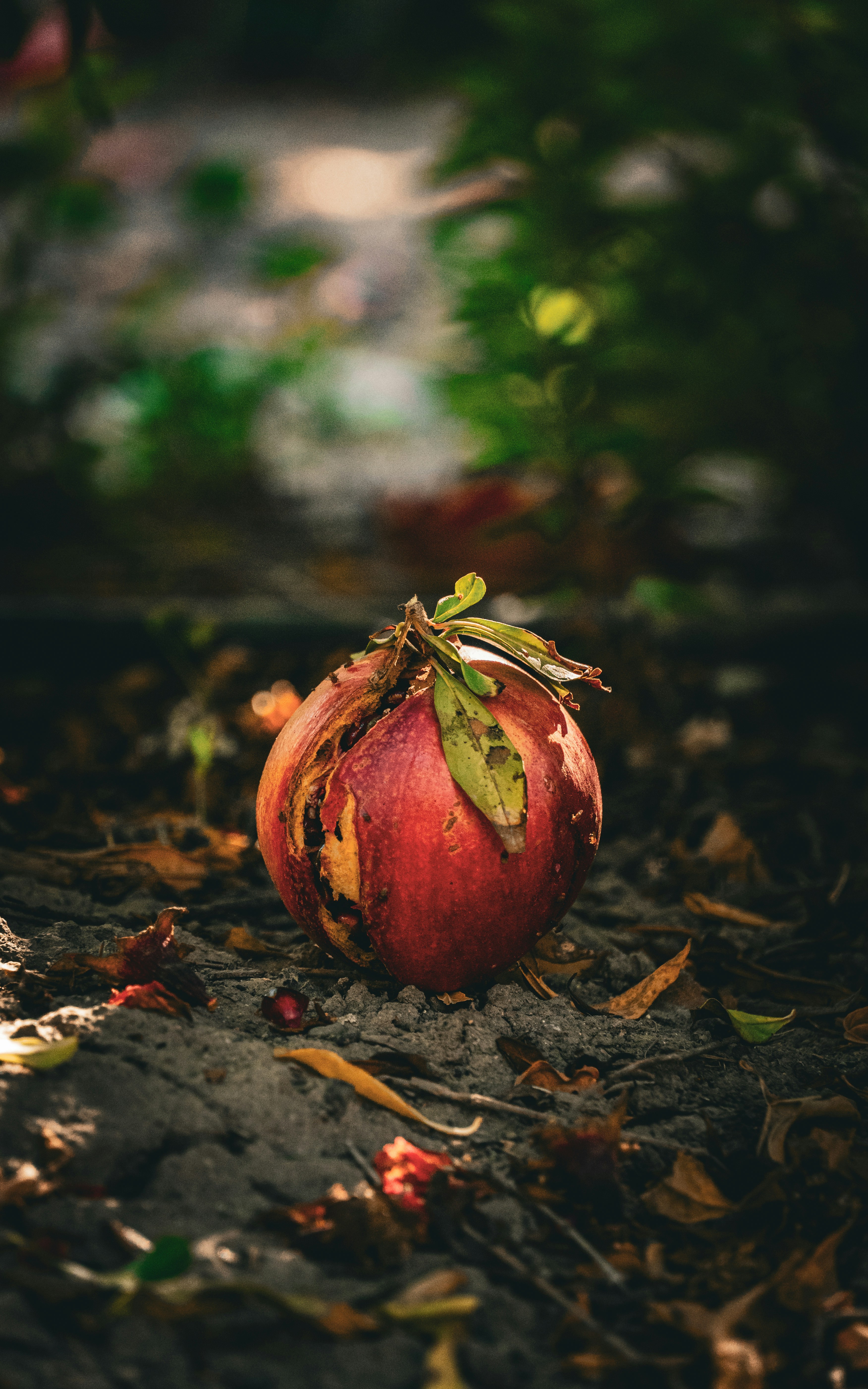 Photo by nishatsamadzai2001