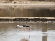 A black and white bird standing in shallow water