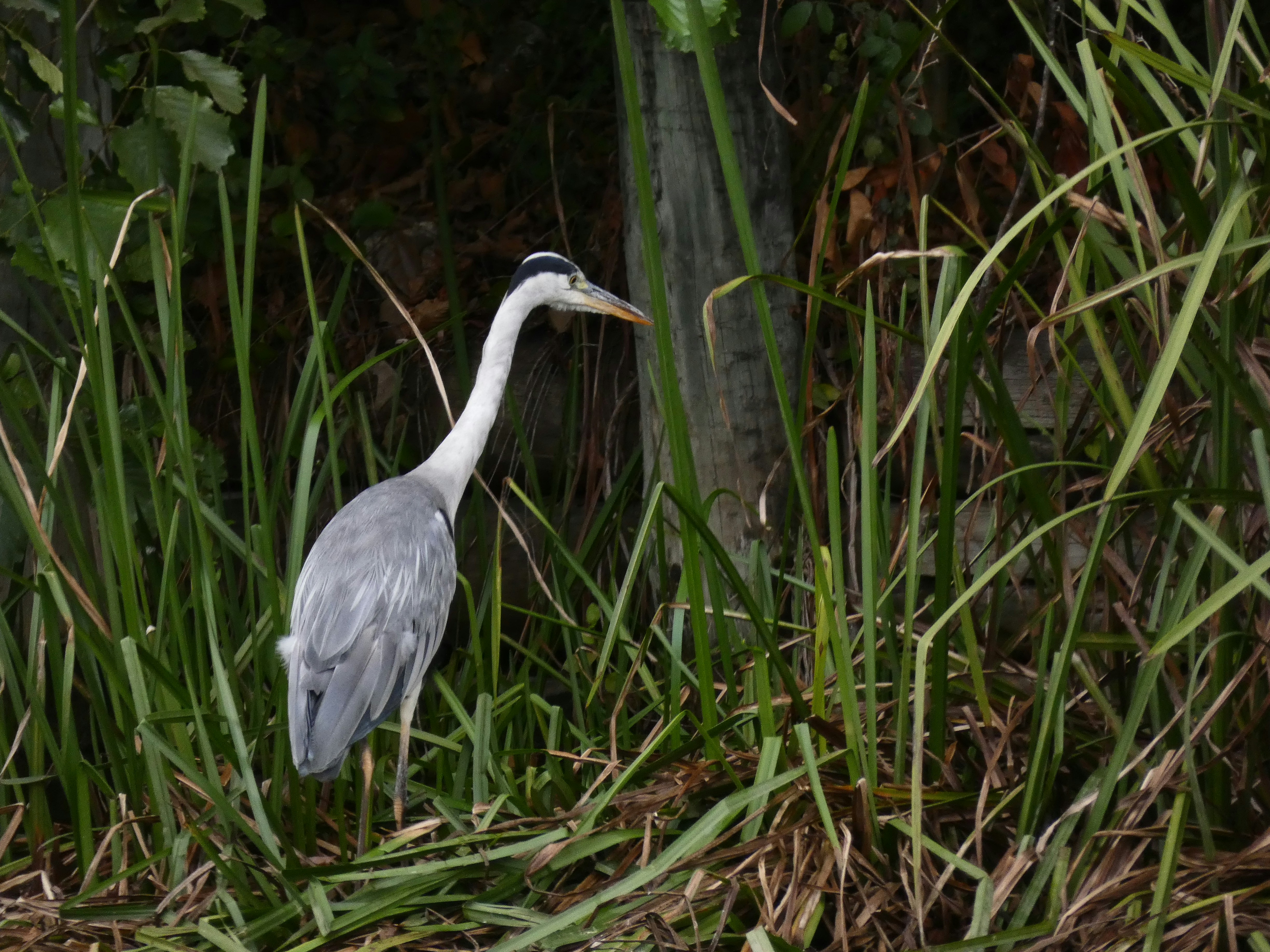 Photo by dariobertolino