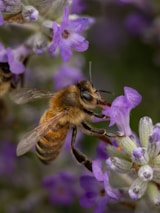 A couple of bees that are on some flowers