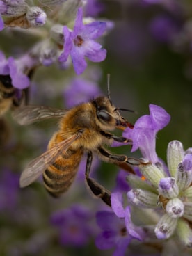 A couple of bees that are on some flowers