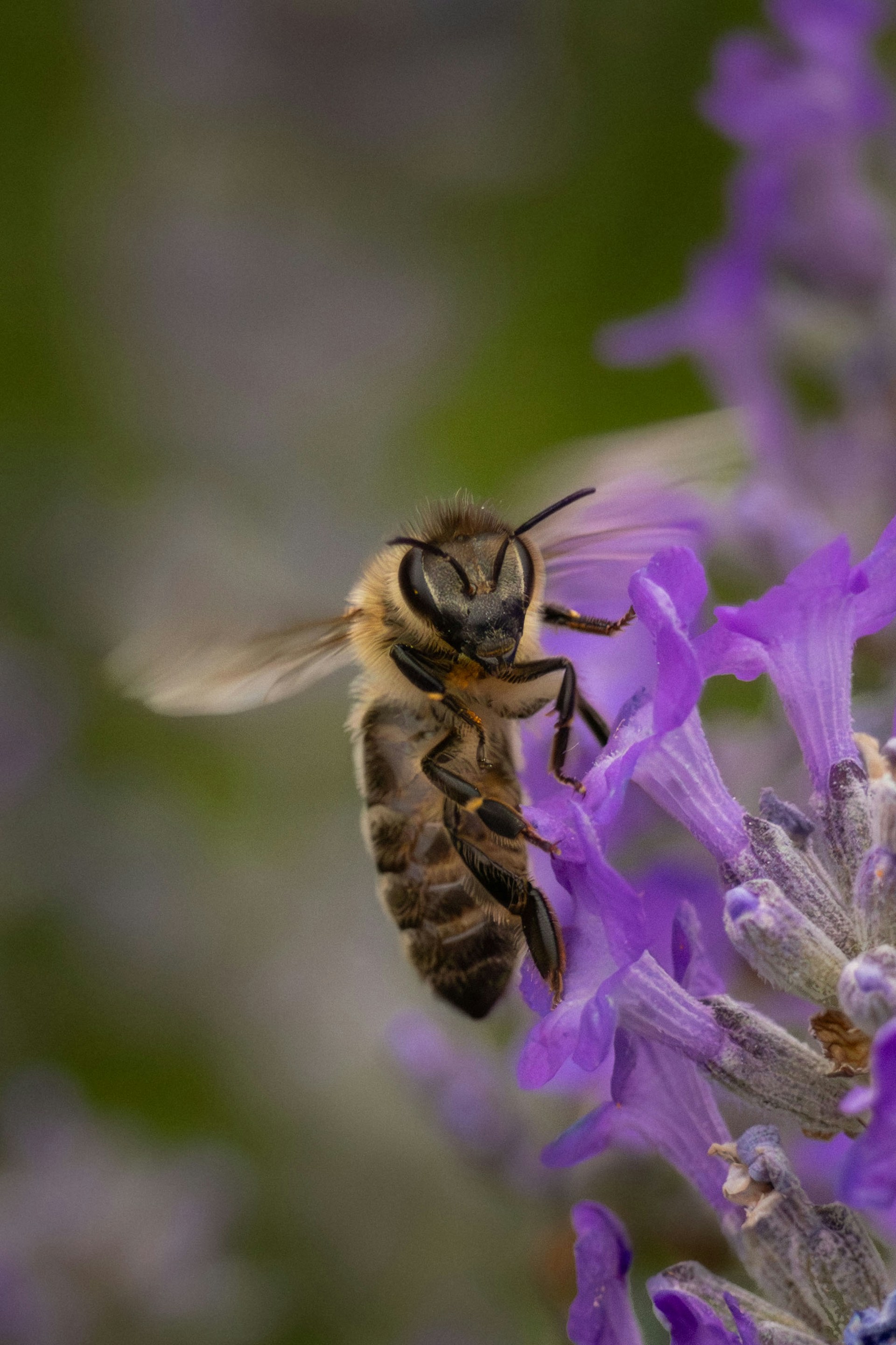 A bee flying over a purple flower in a field