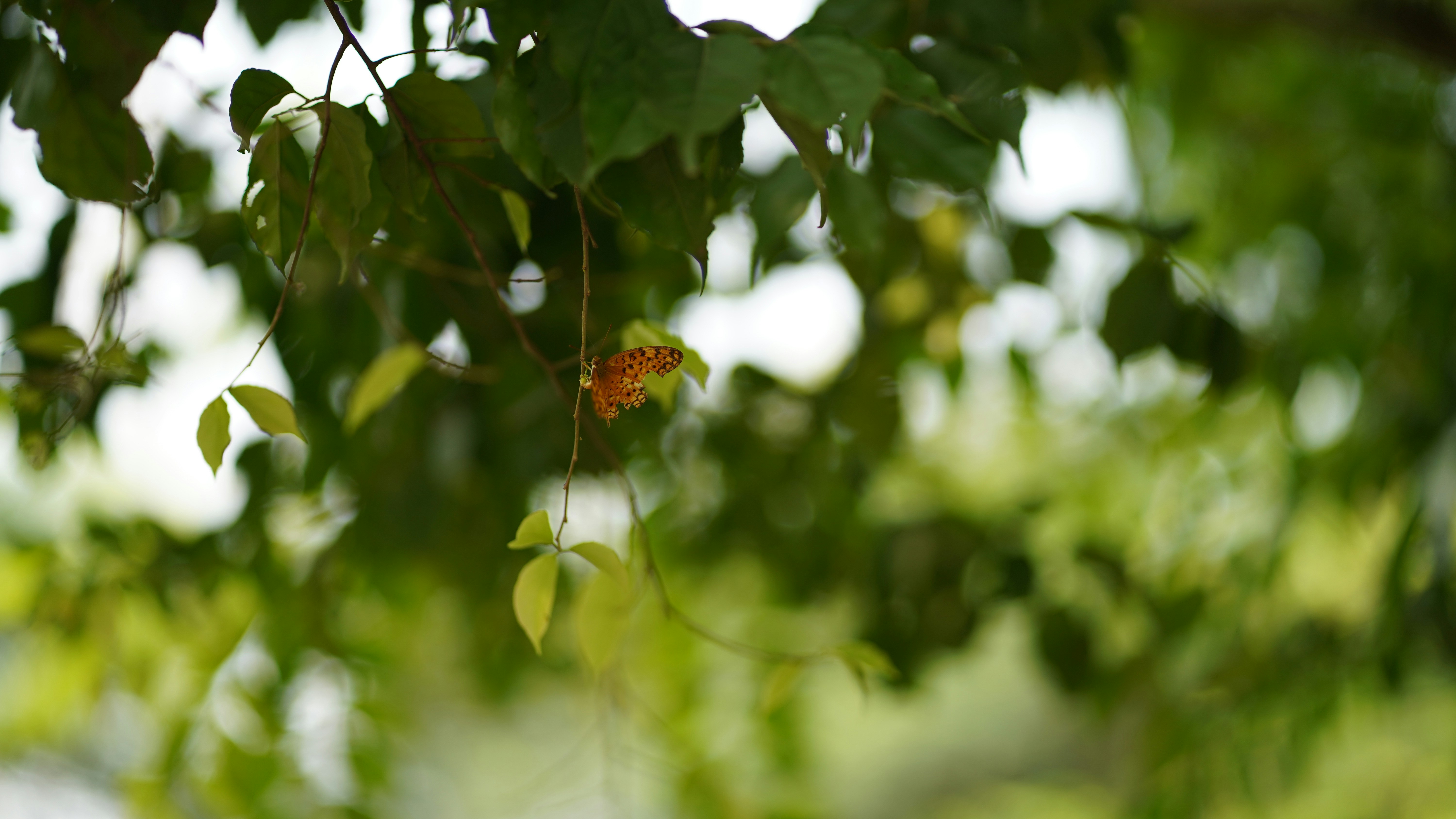 Photo by raditahmed6