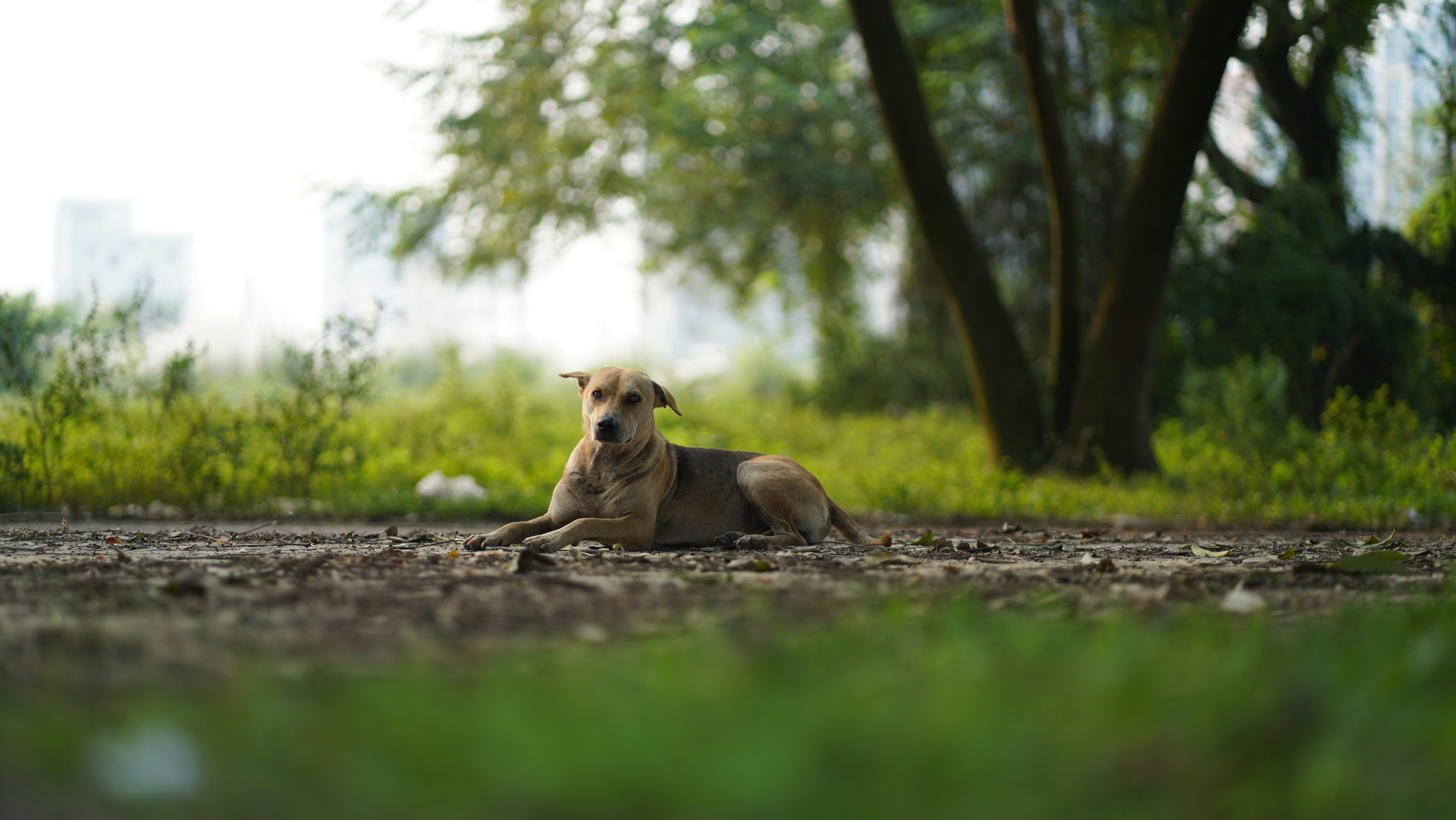 Photo by raditahmed6