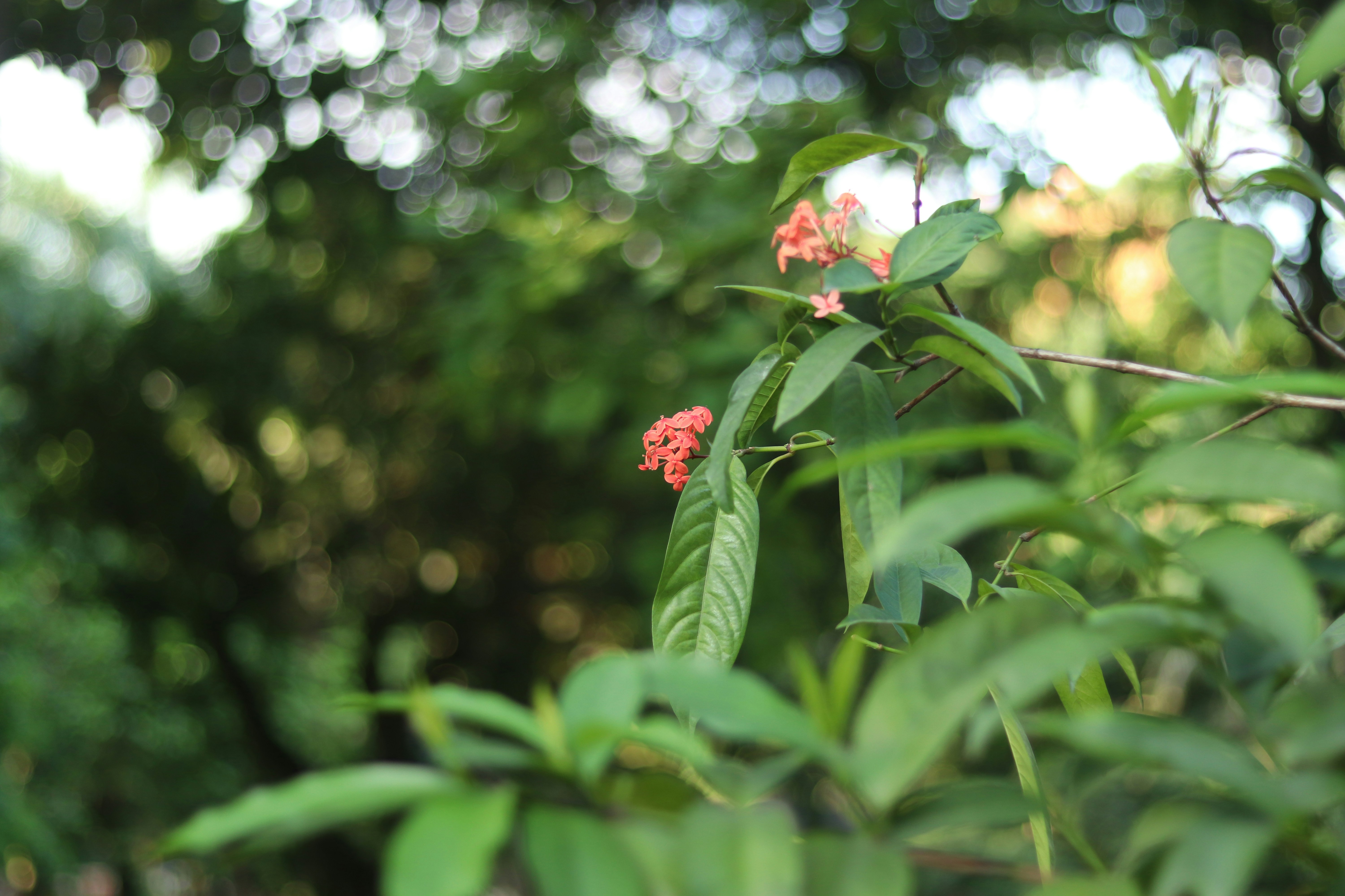 Photo by raditahmed6