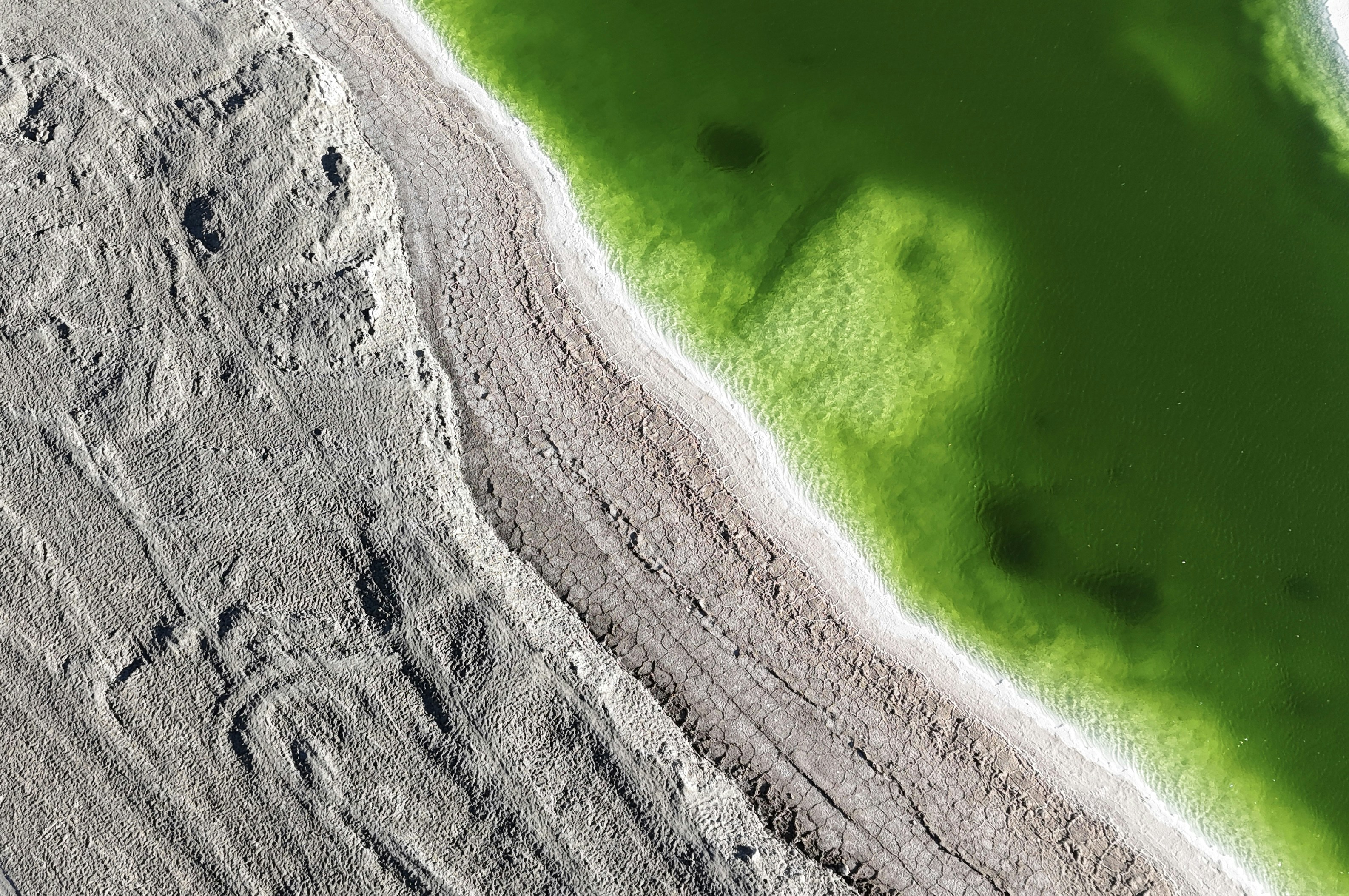 An aerial view of a sandy beach with green algae