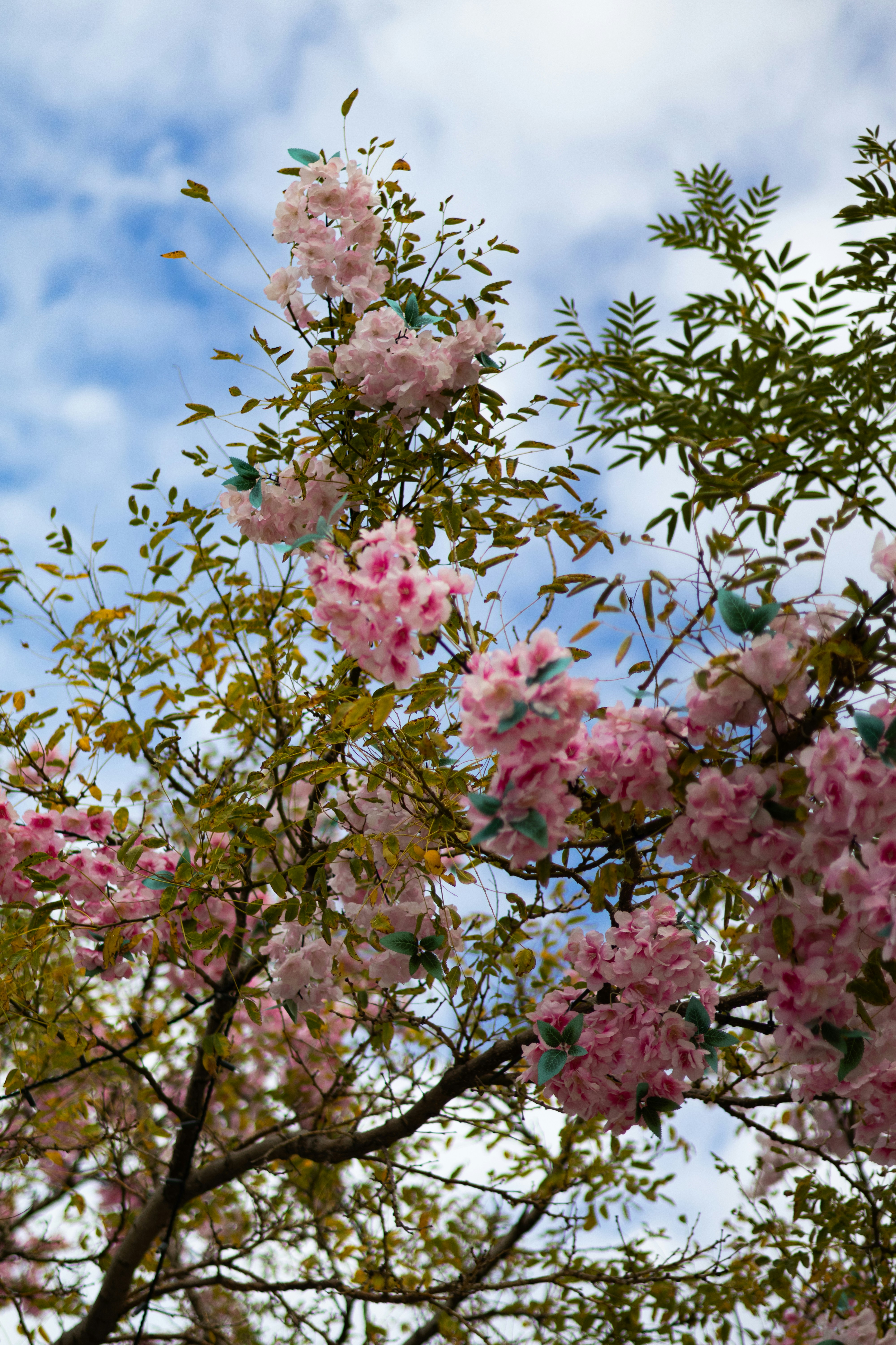 Photo by anyutakejbalo