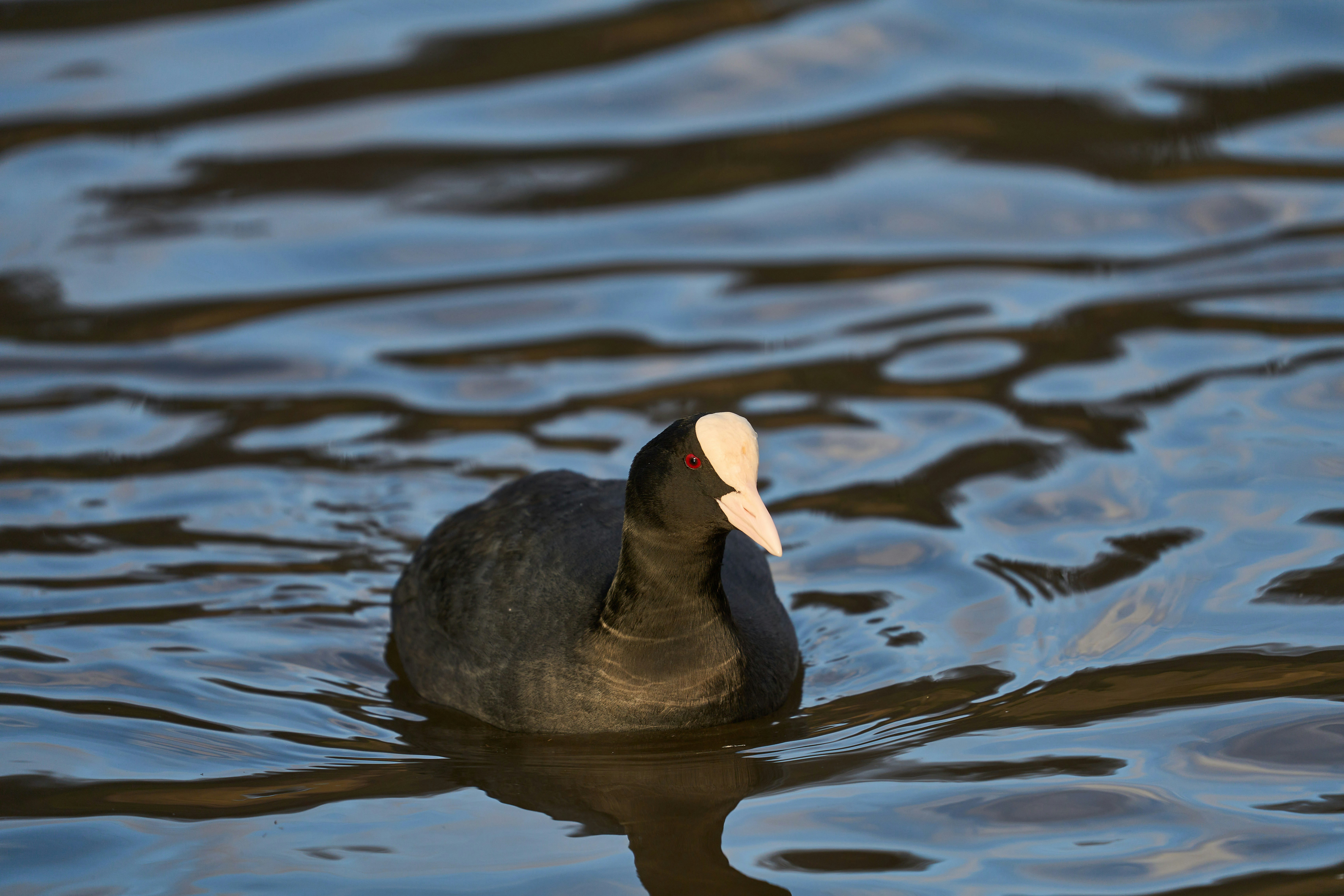 Photo by wolfgang_hasselmann