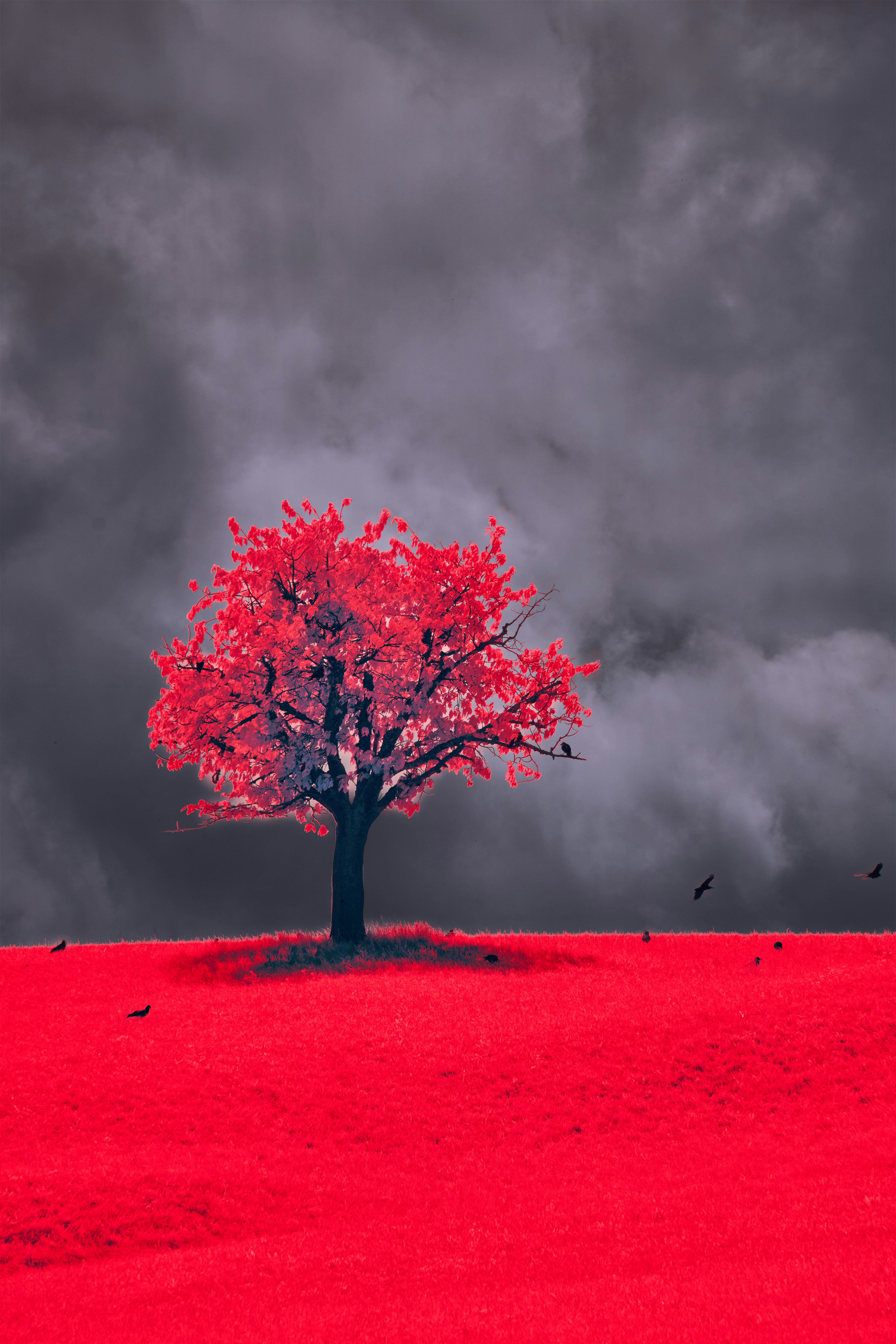 Photo by wolfgang_hasselmann