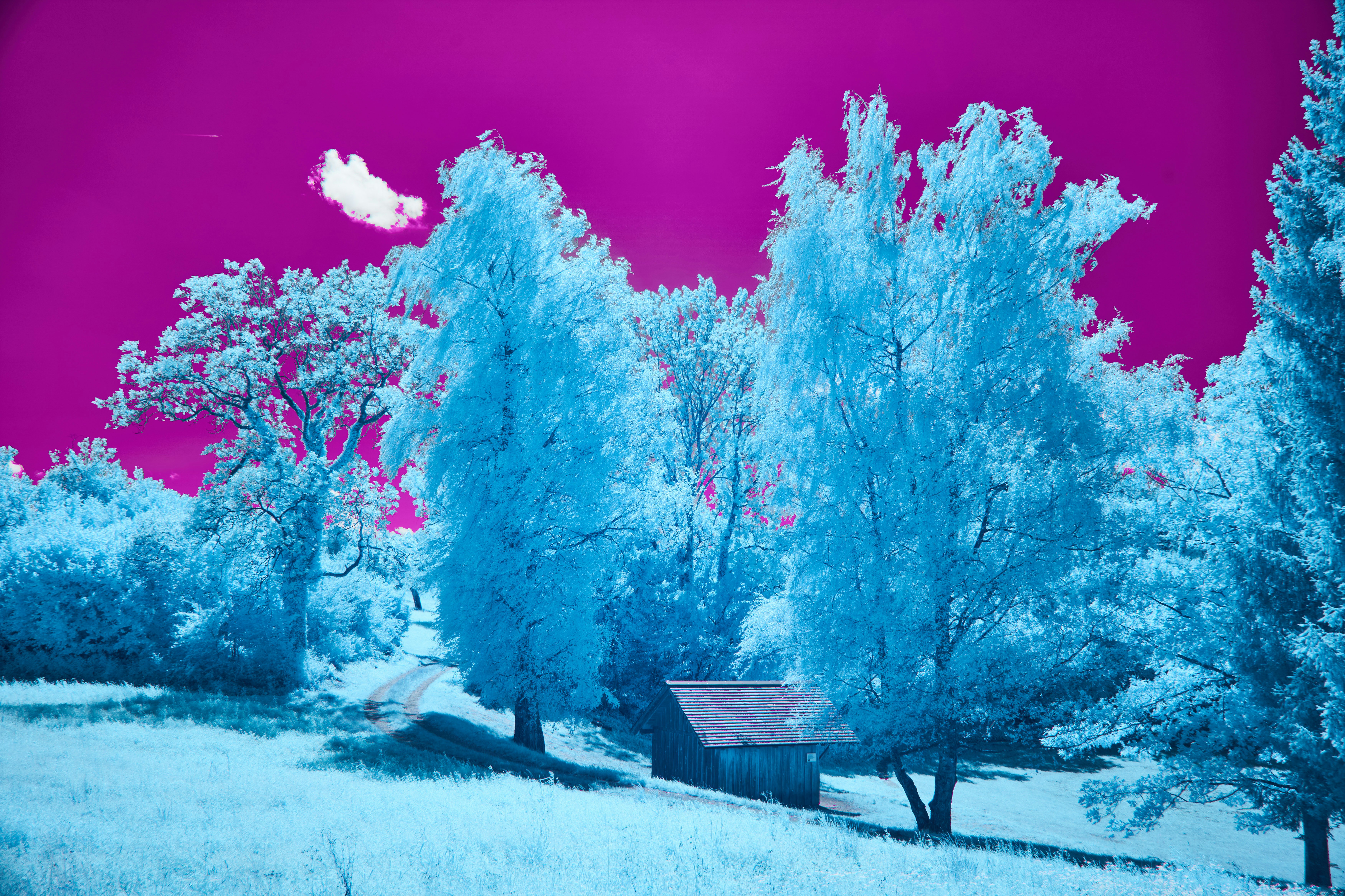 Photo by wolfgang_hasselmann