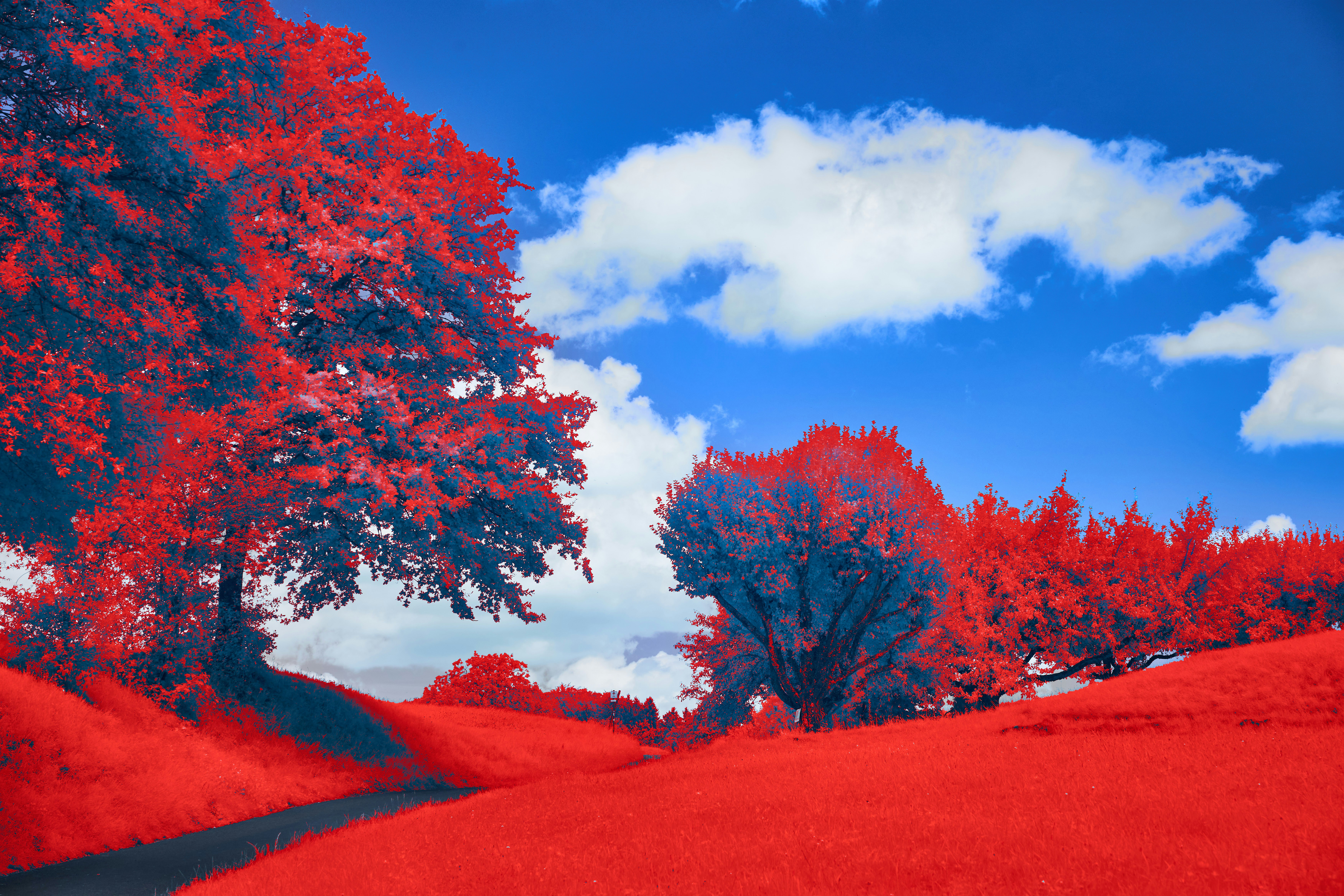 Photo by wolfgang_hasselmann