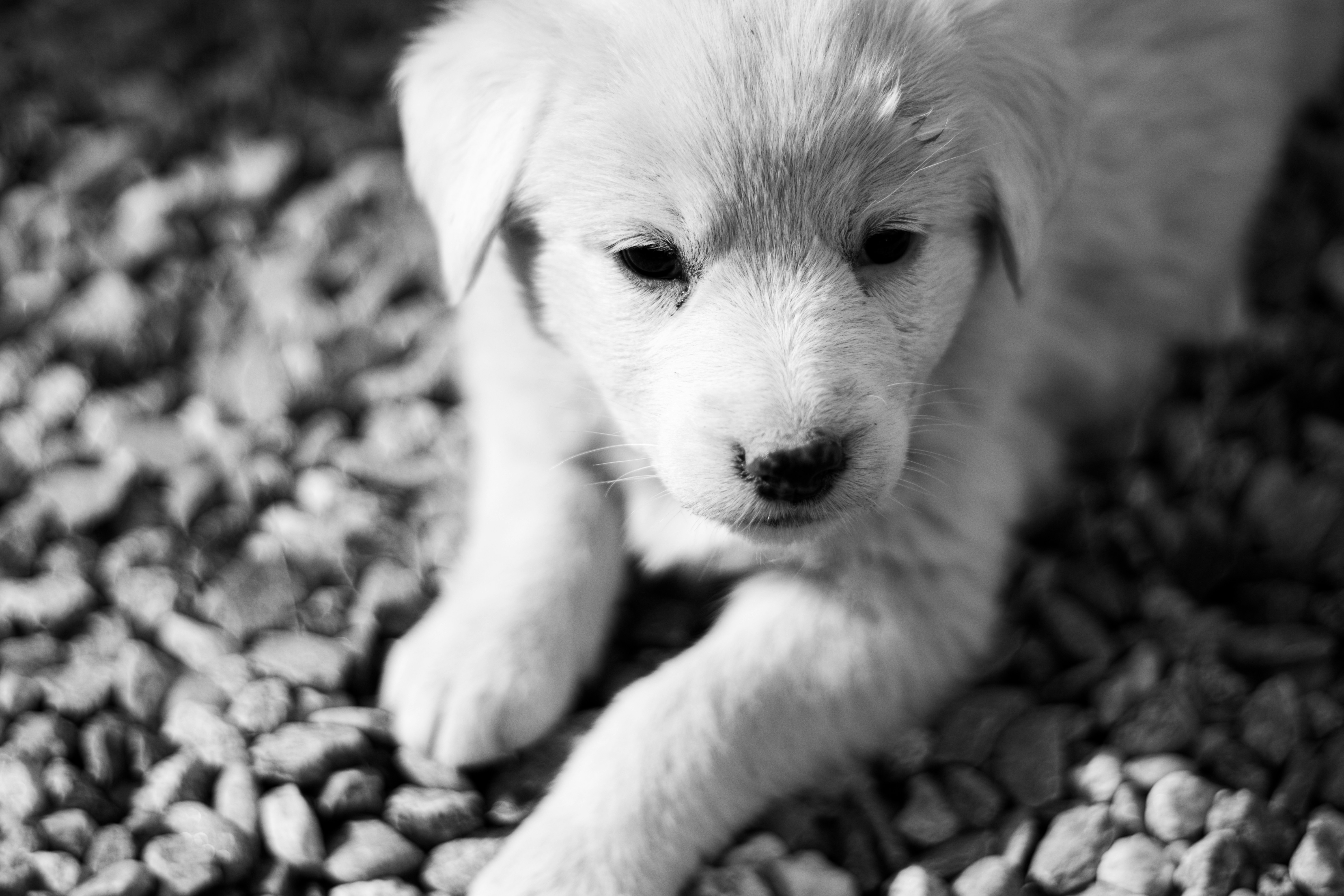 A puppy is laying down on the ground