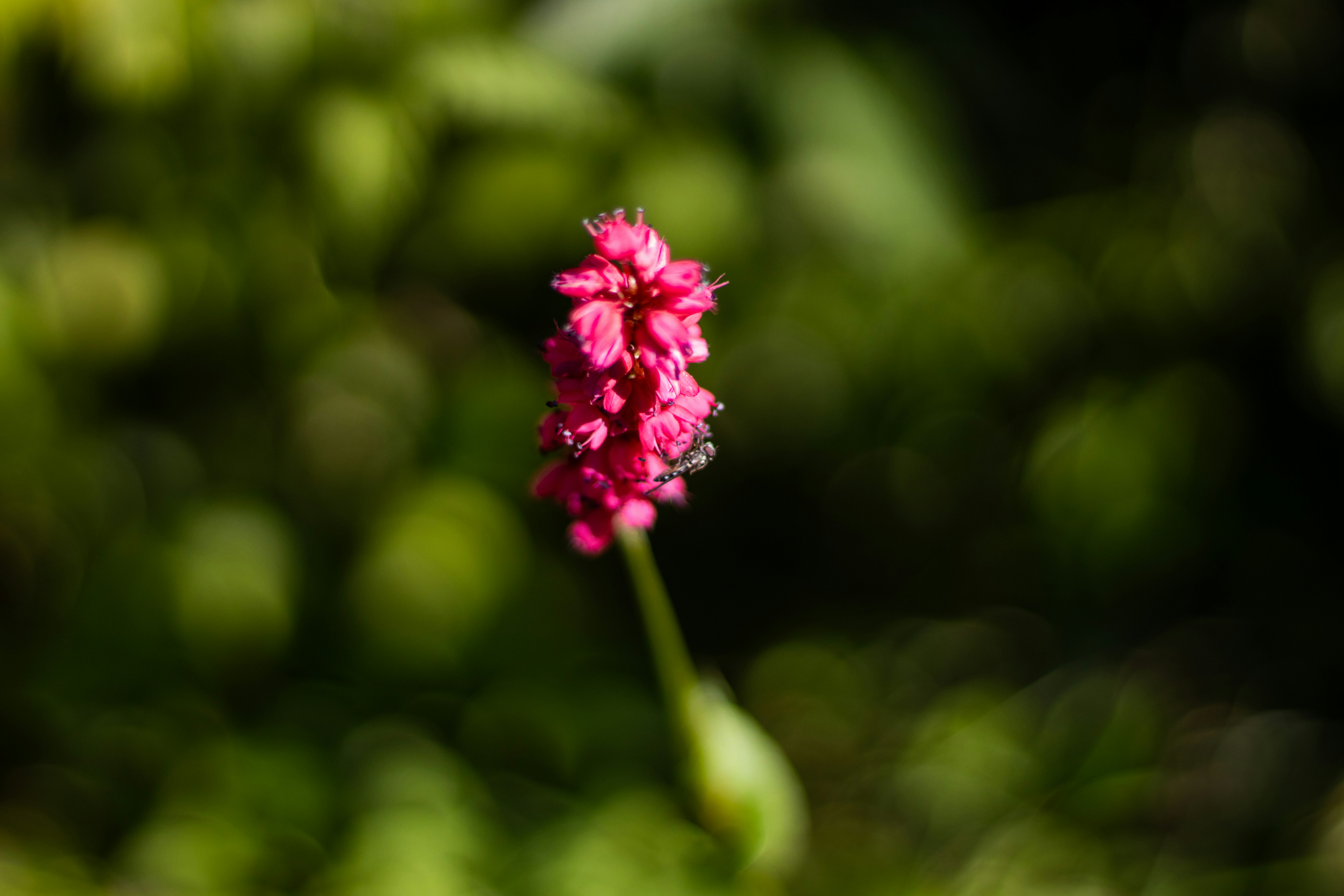 Photo by akshat_jhingran