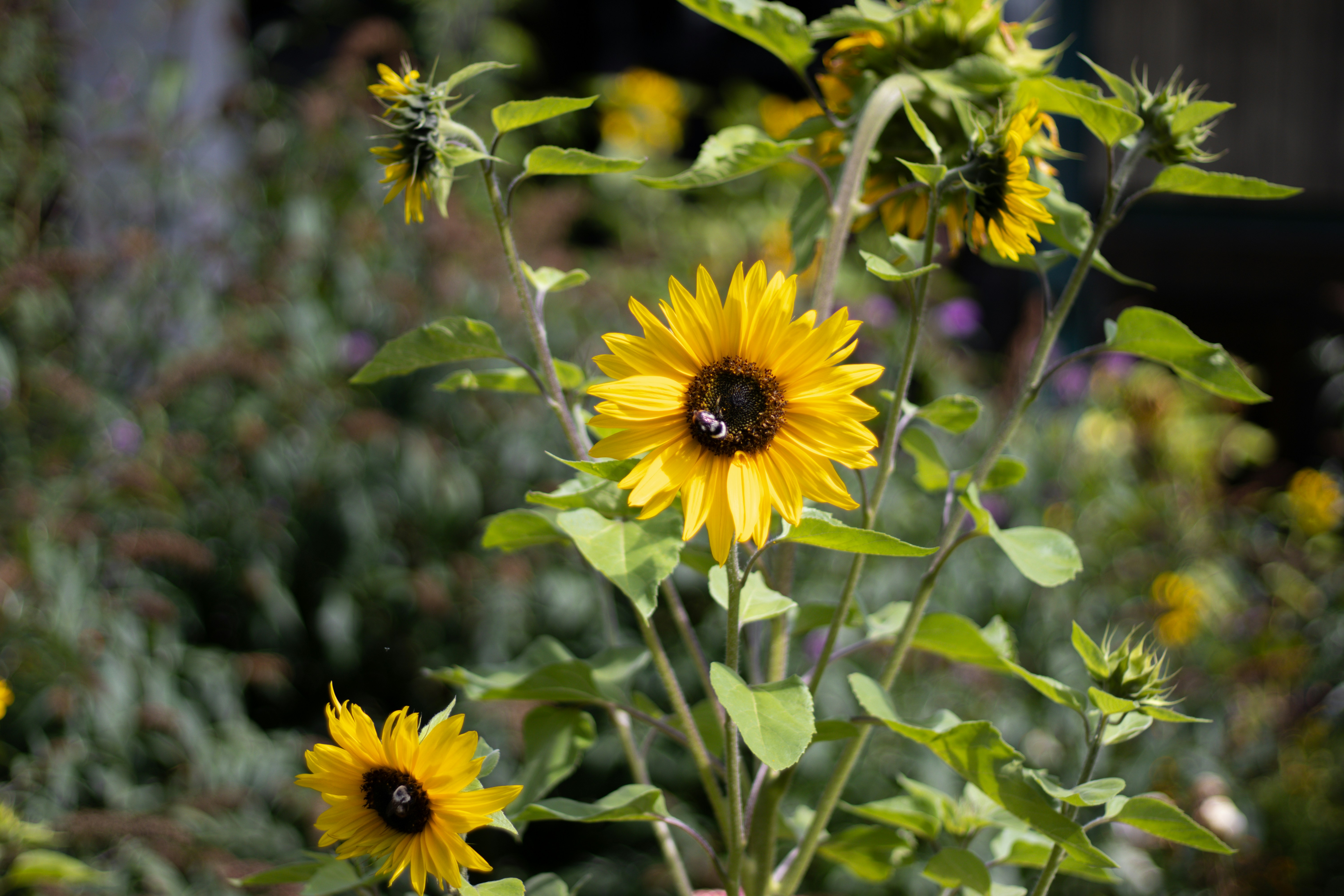 Photo by akshat_jhingran