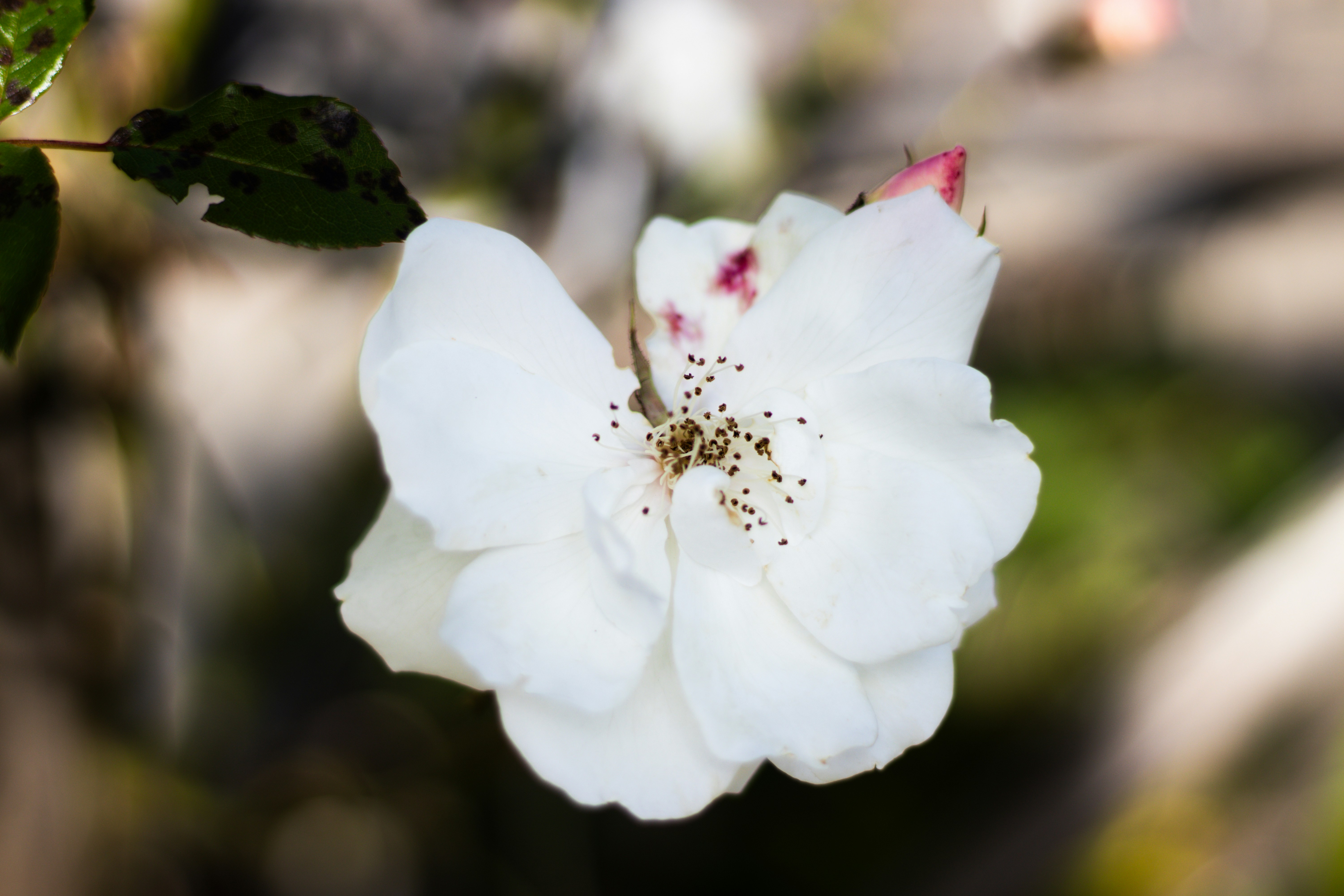 Photo by akshat_jhingran