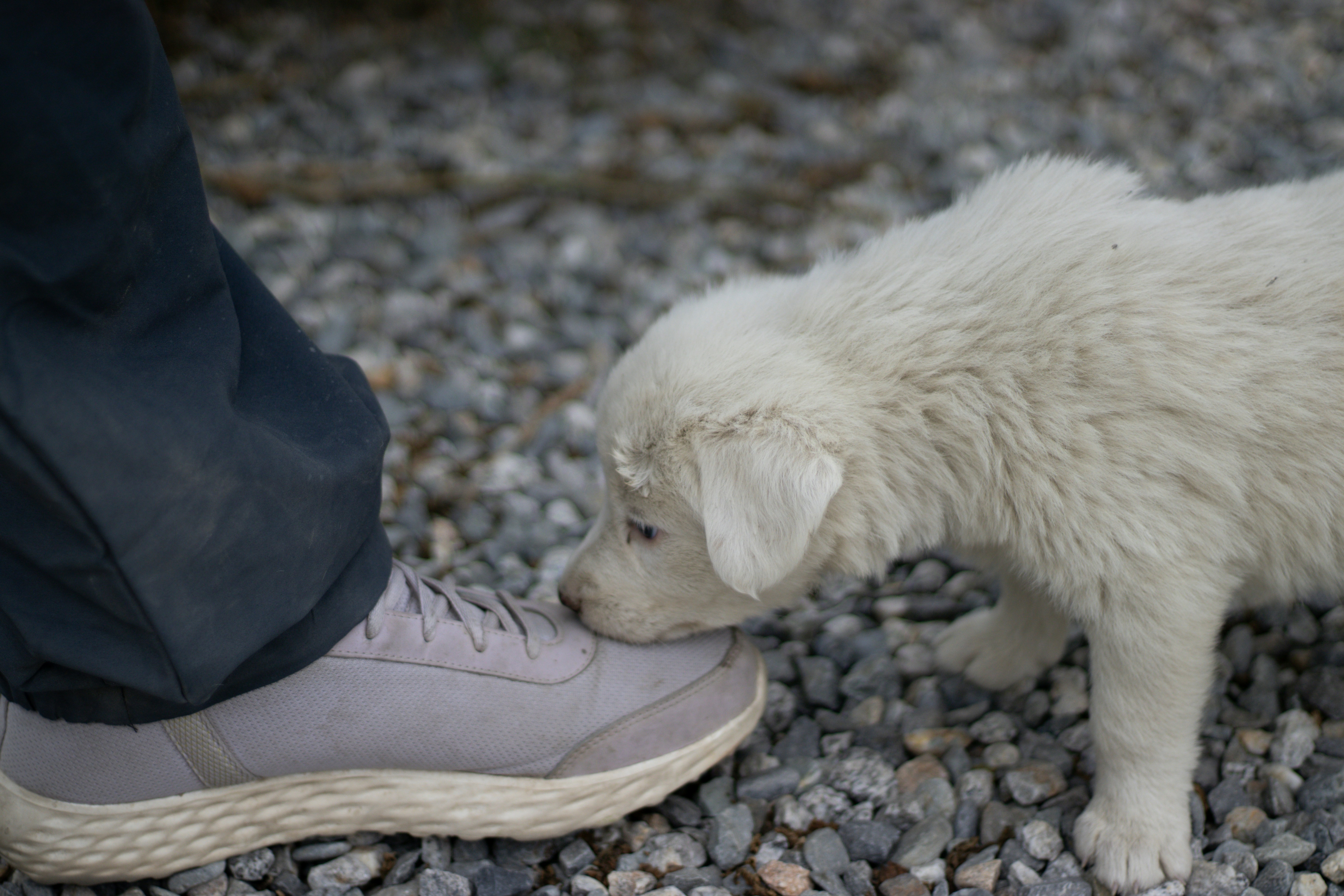 A small white dog sniffing a persons shoe